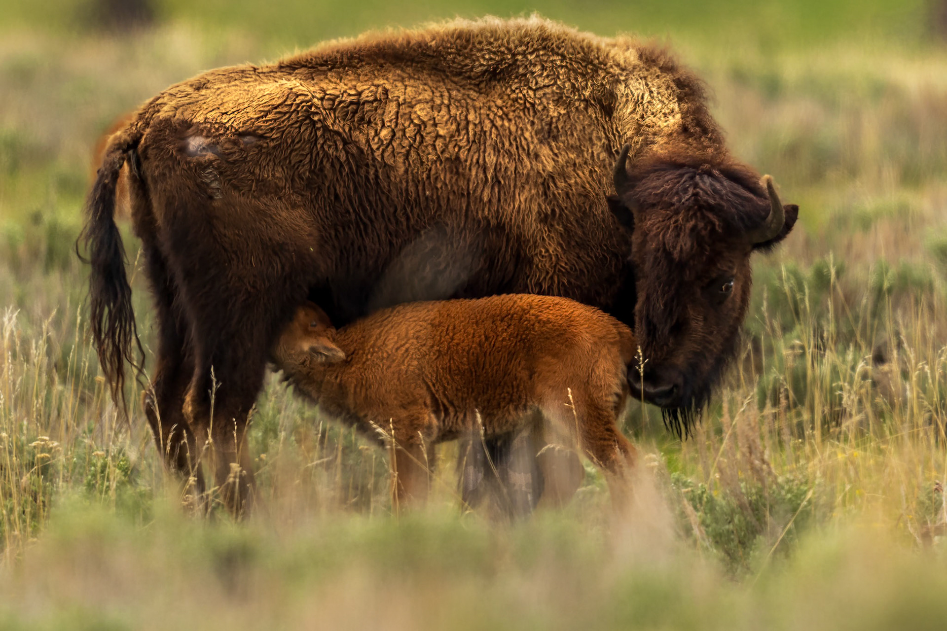 Motherhood