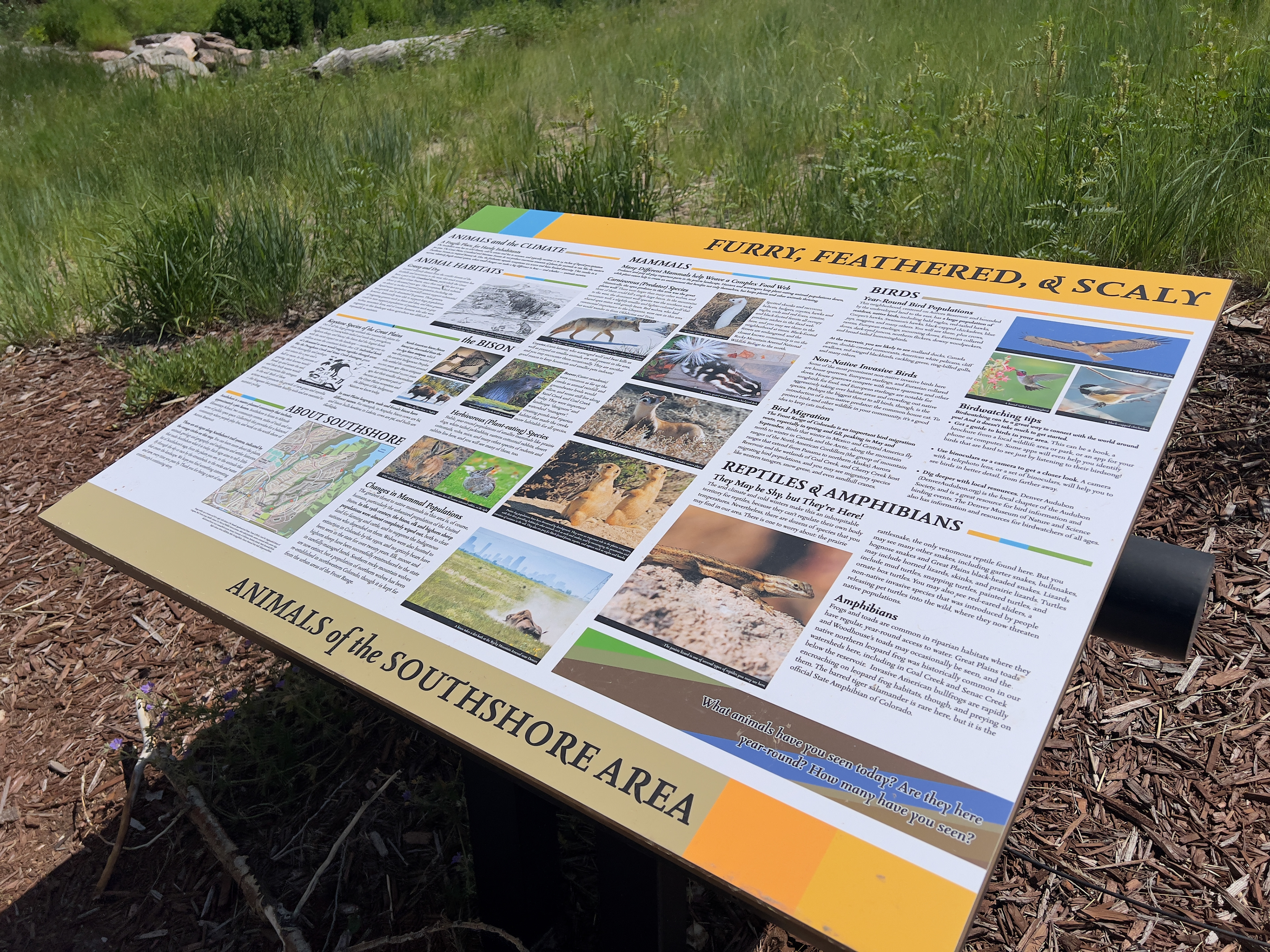 Overview of a sign about the animals found around the Southshore Area in Colorado, titled "Furry, Feathered, and Scaly." There are sections on historic animal populations that used to occupy the area, as well as common animals that can be found there today.