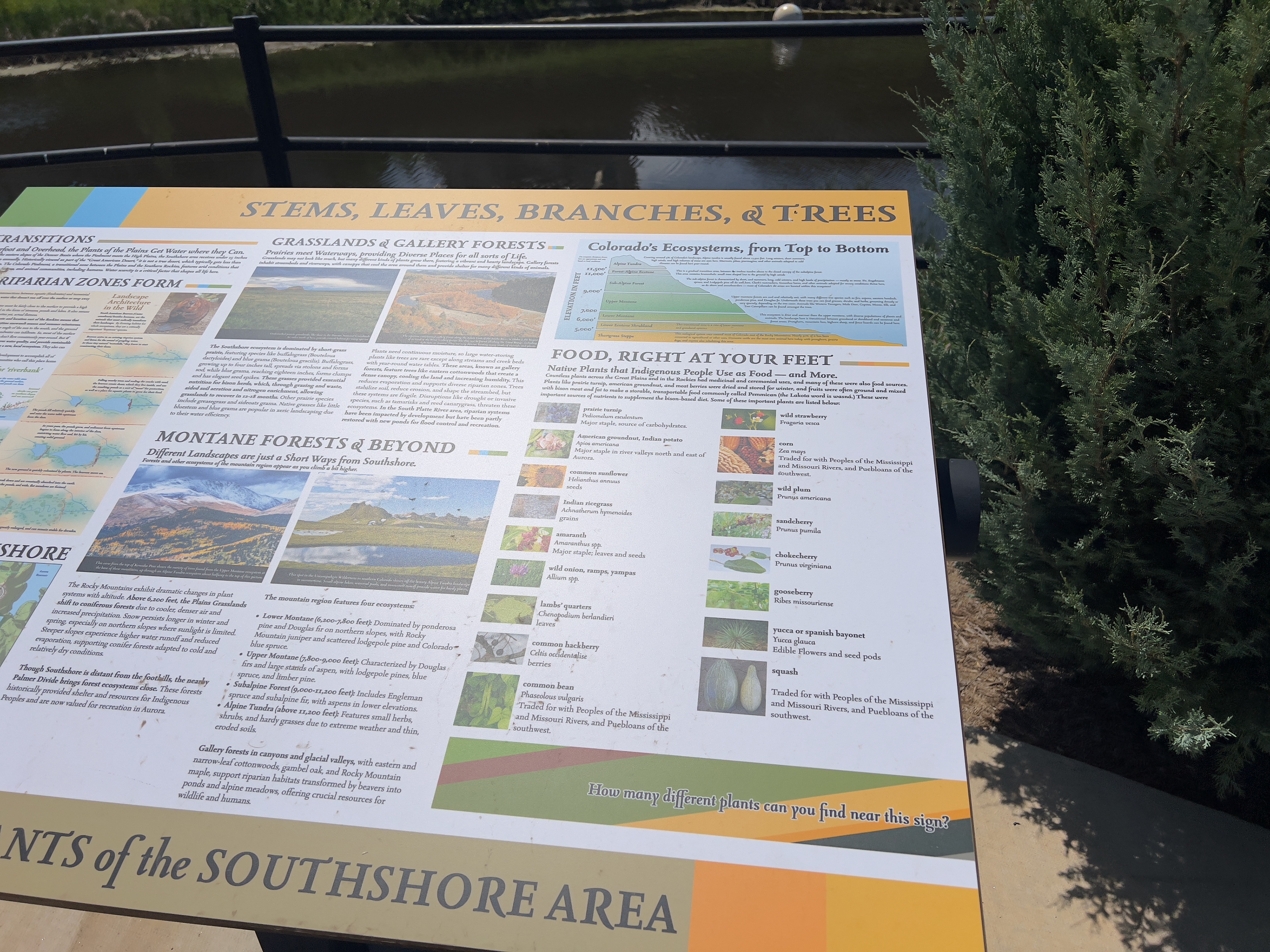 Detail of a sign about Southshore's plant life, titled "Stems, Leaves, Branches, and Trees." It has custom illustrations of Colorado's ecotones, and diagrams of how riparian areas evolve, plus plants that historically served as food sources for Indigenous populations.