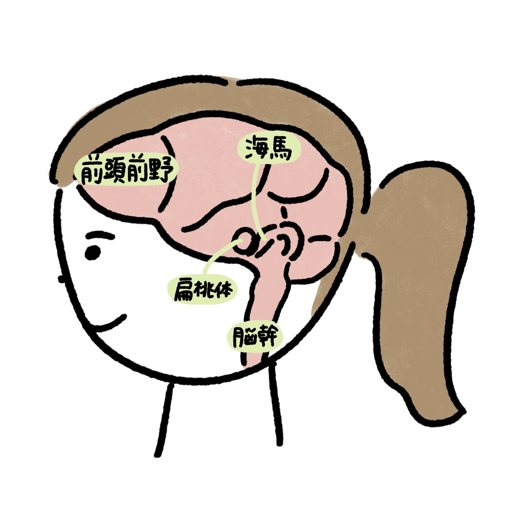 健康/脳/ライフスタイル