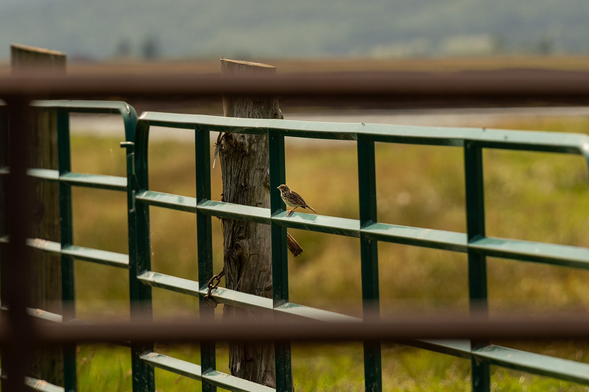 Country Sparrow
