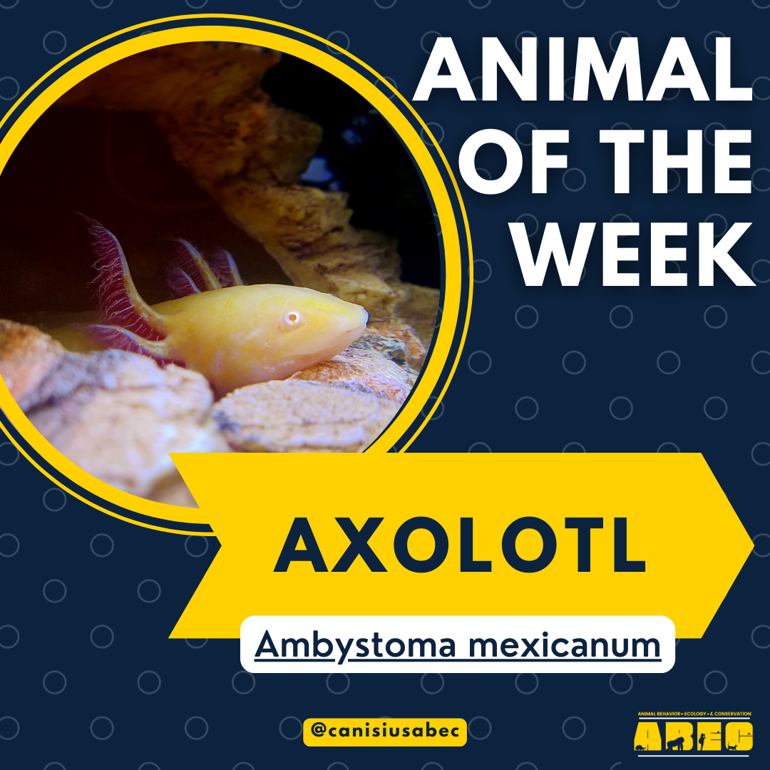 Each Friday, I post an "Animal of the Week".