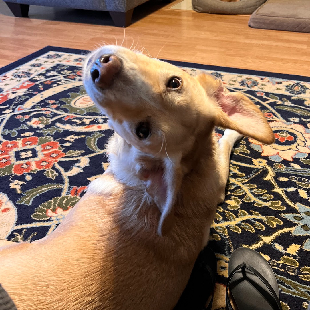 Cheddar