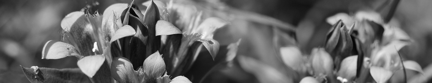 Gentiana Seabra (Gentianaceae)