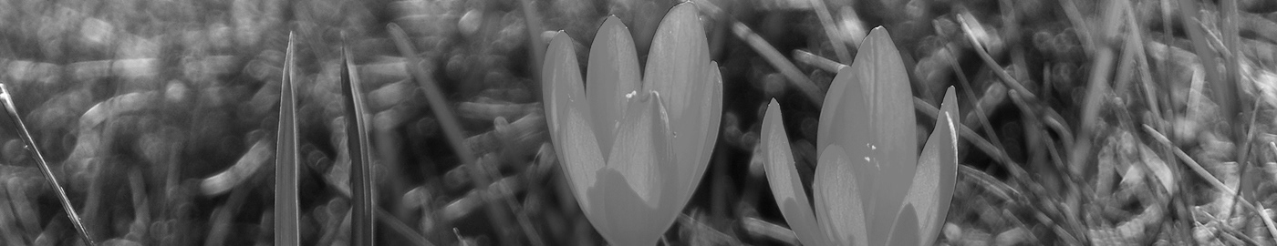 Crocus Iridacea