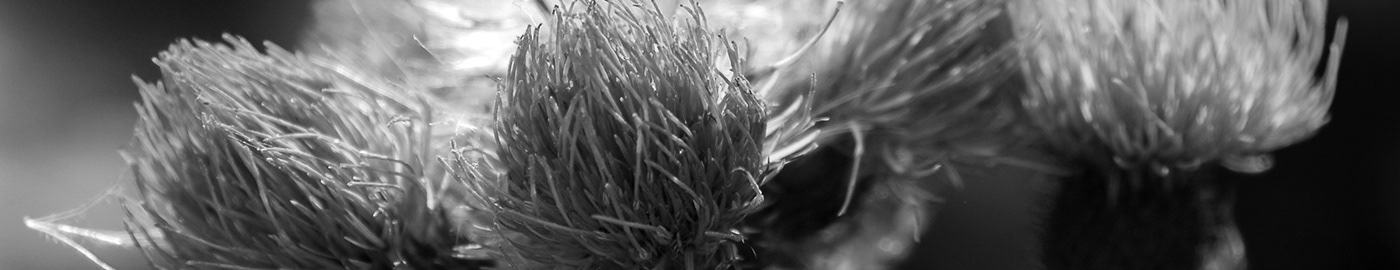 Centaurea Carduus