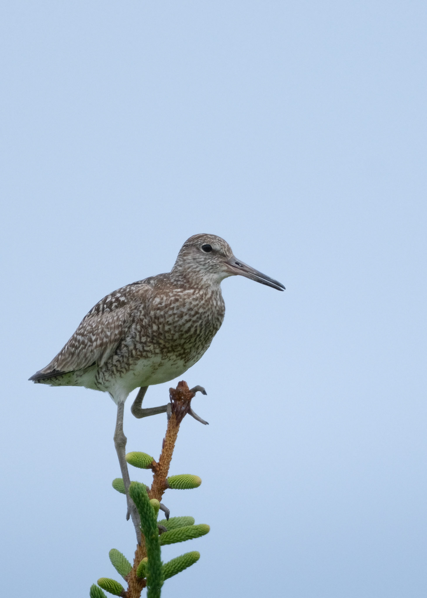 Willet