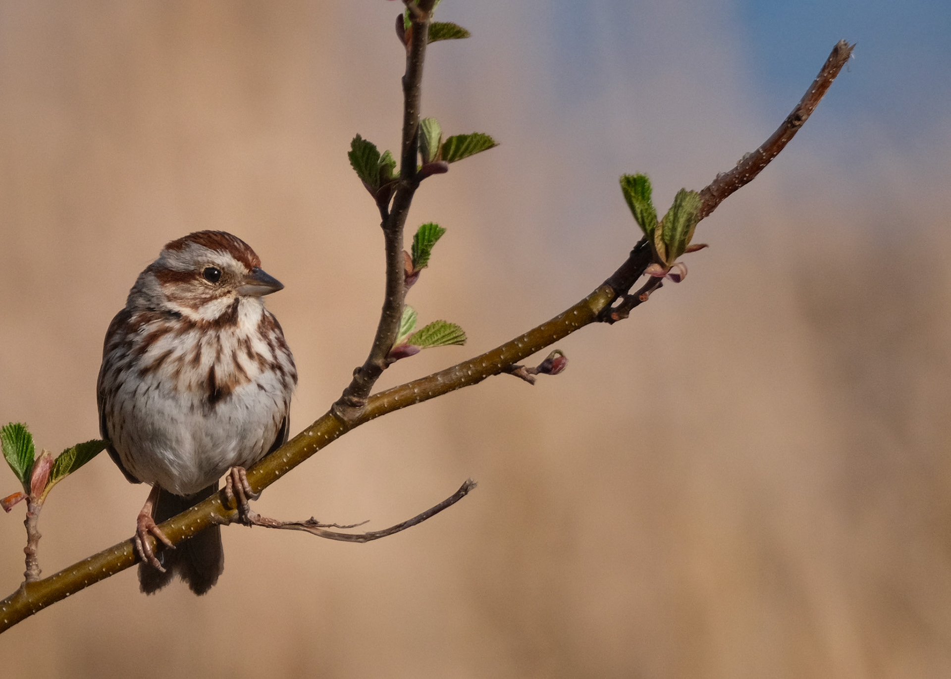 Song Sparrow