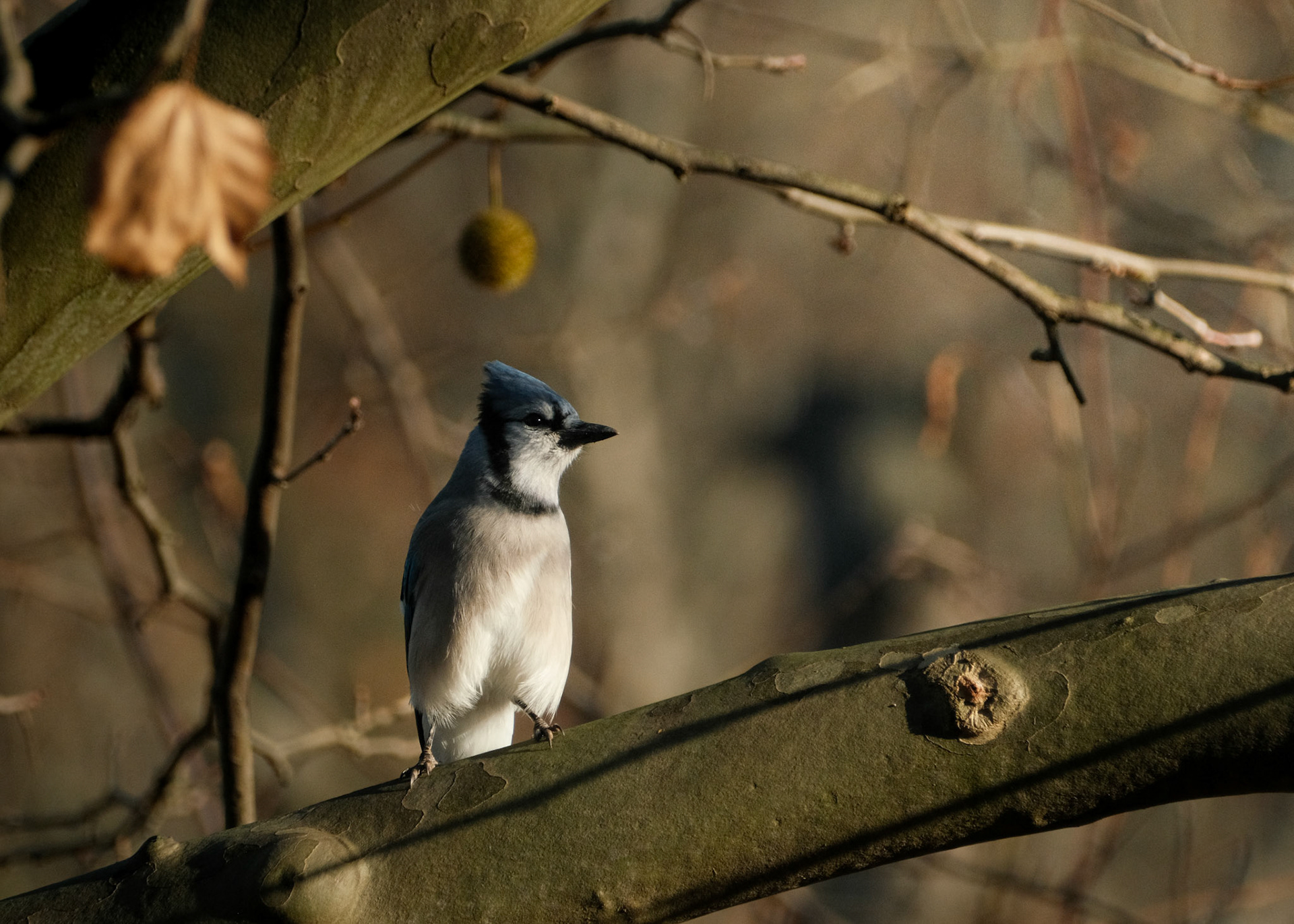 Blue Jay