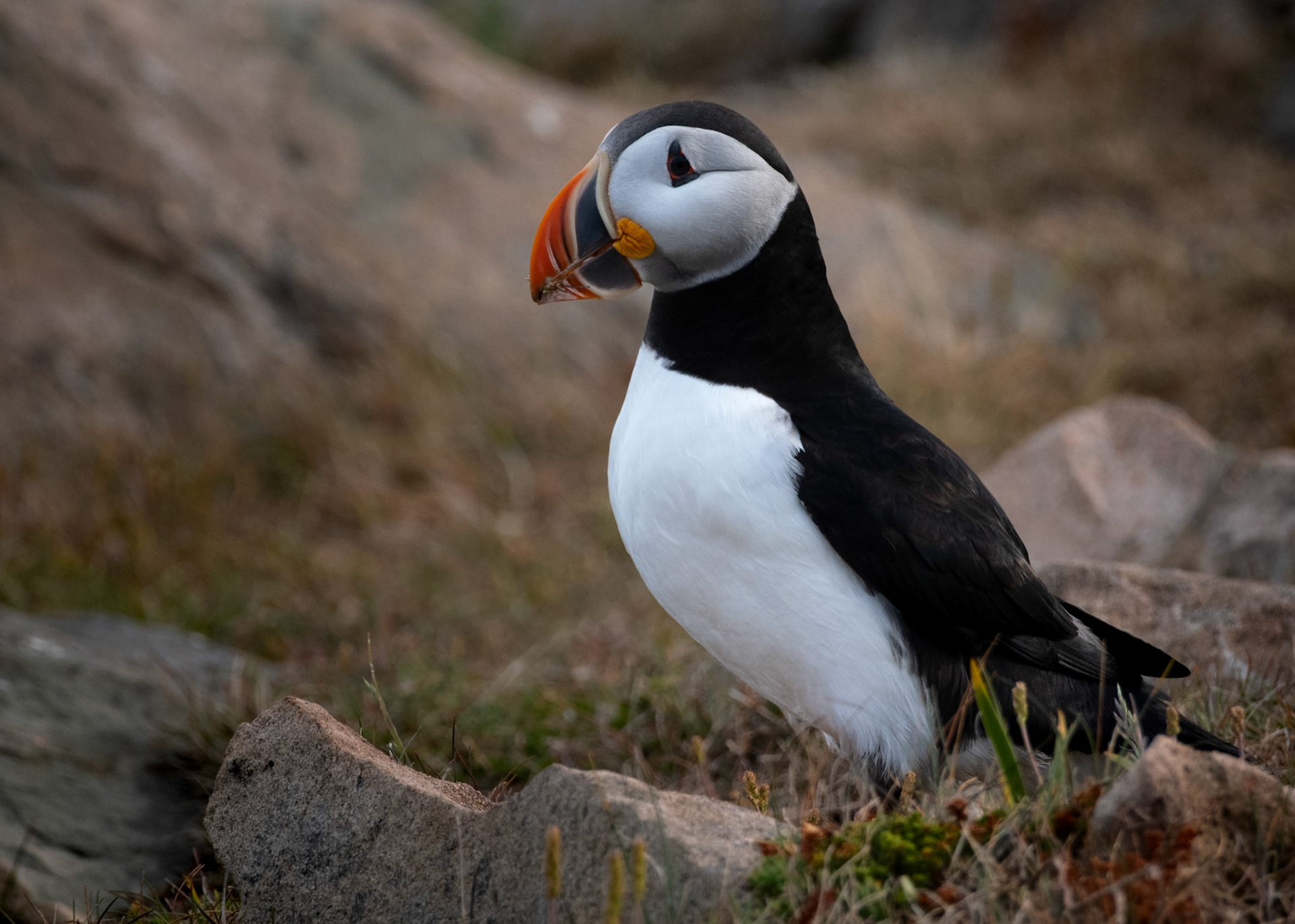 Atlantic Puffin