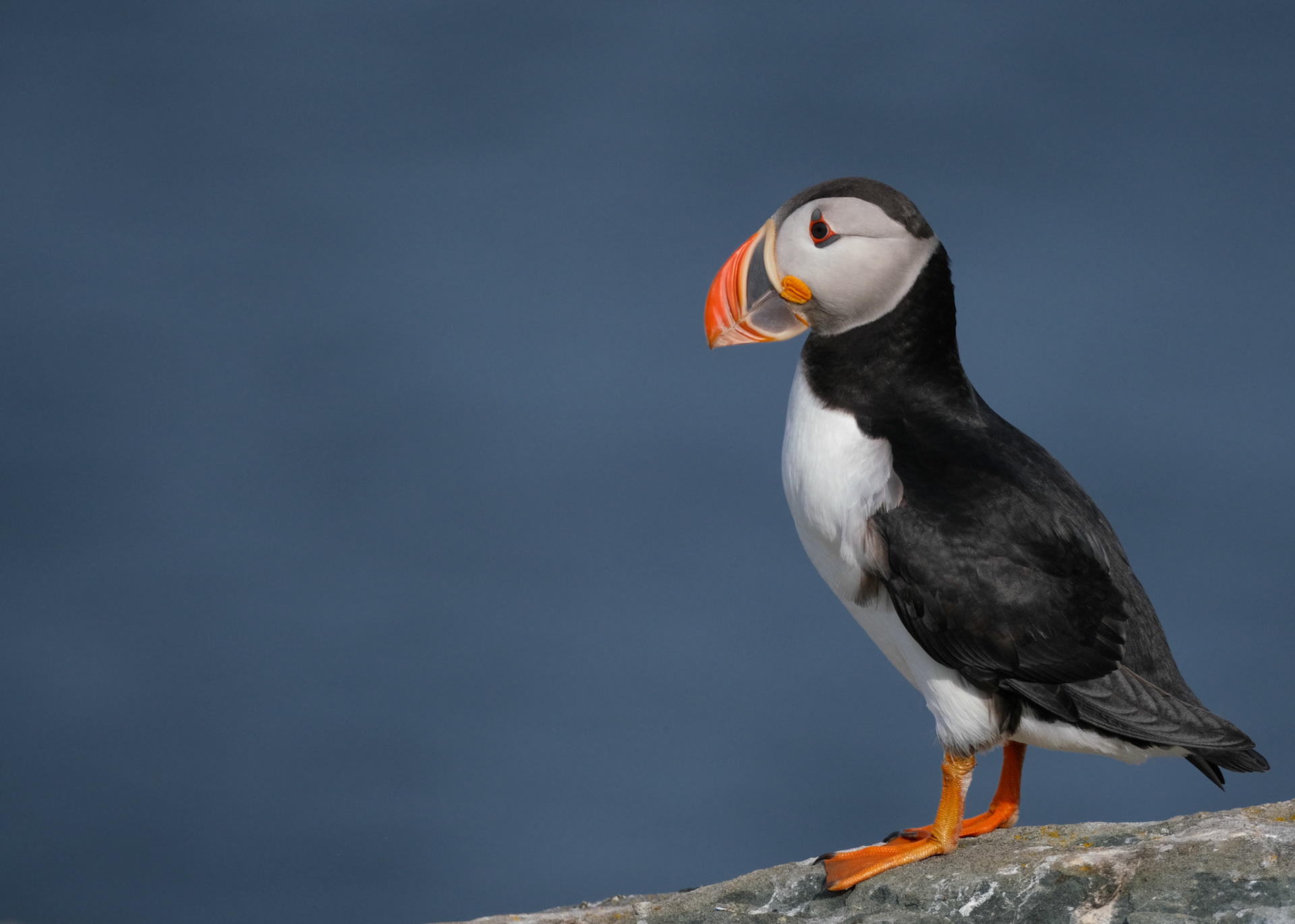 Atlantic Puffin