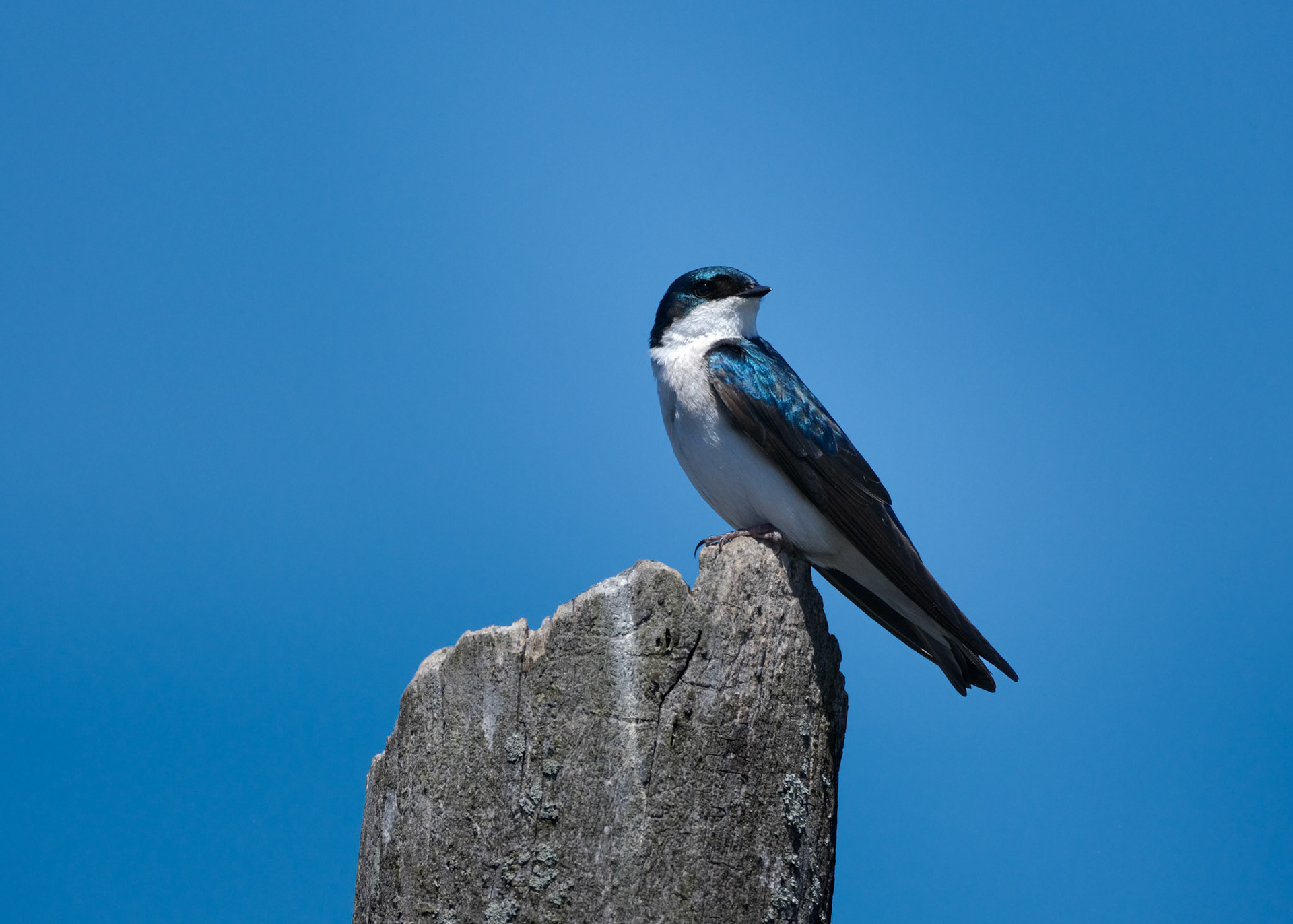 Tree Swallow