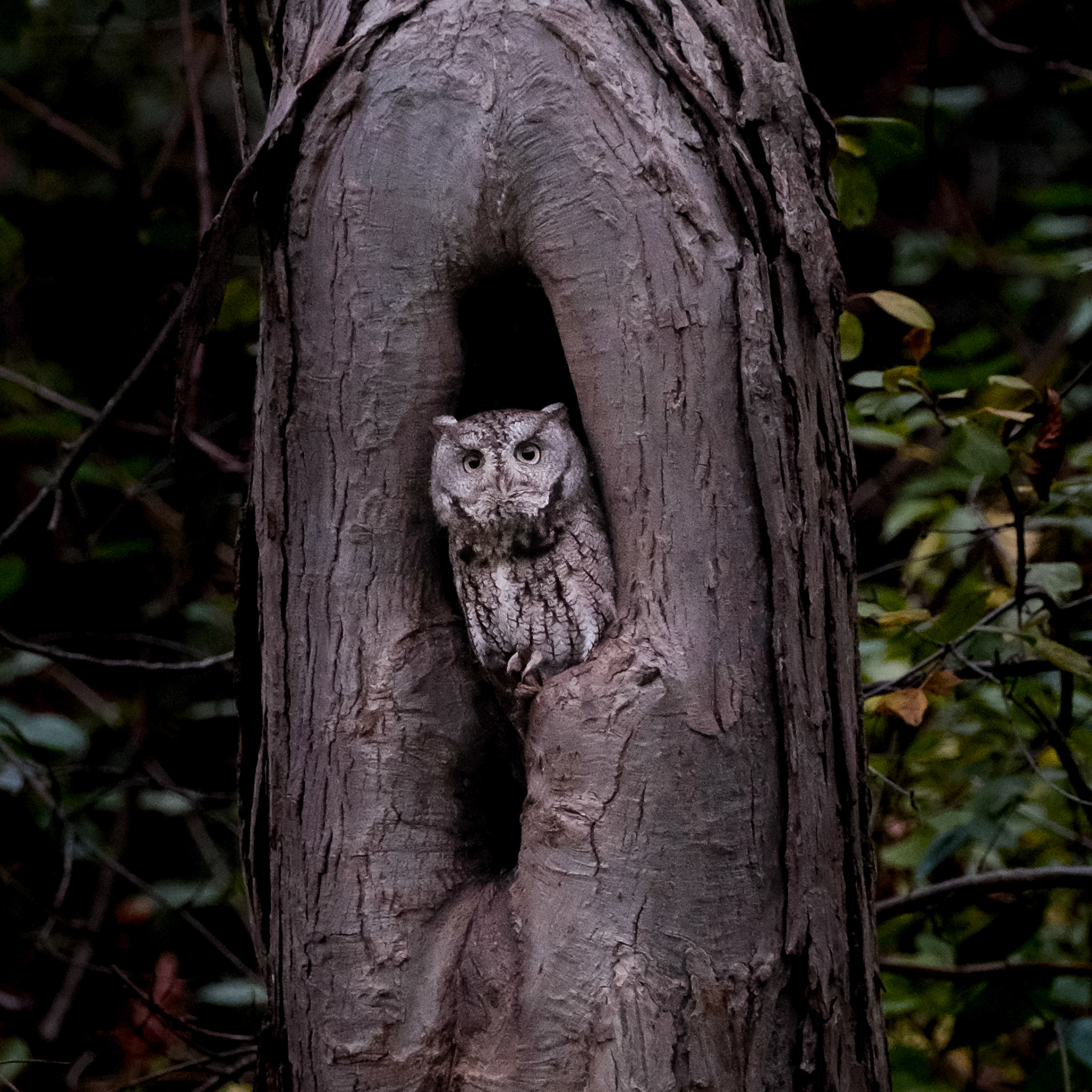 Screech Owl