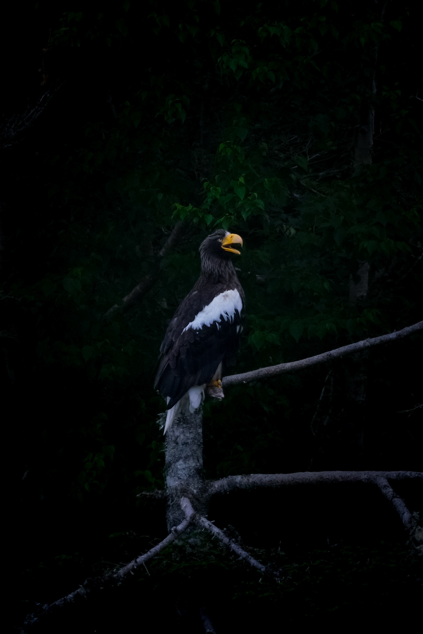 Steller's Sea Eagle