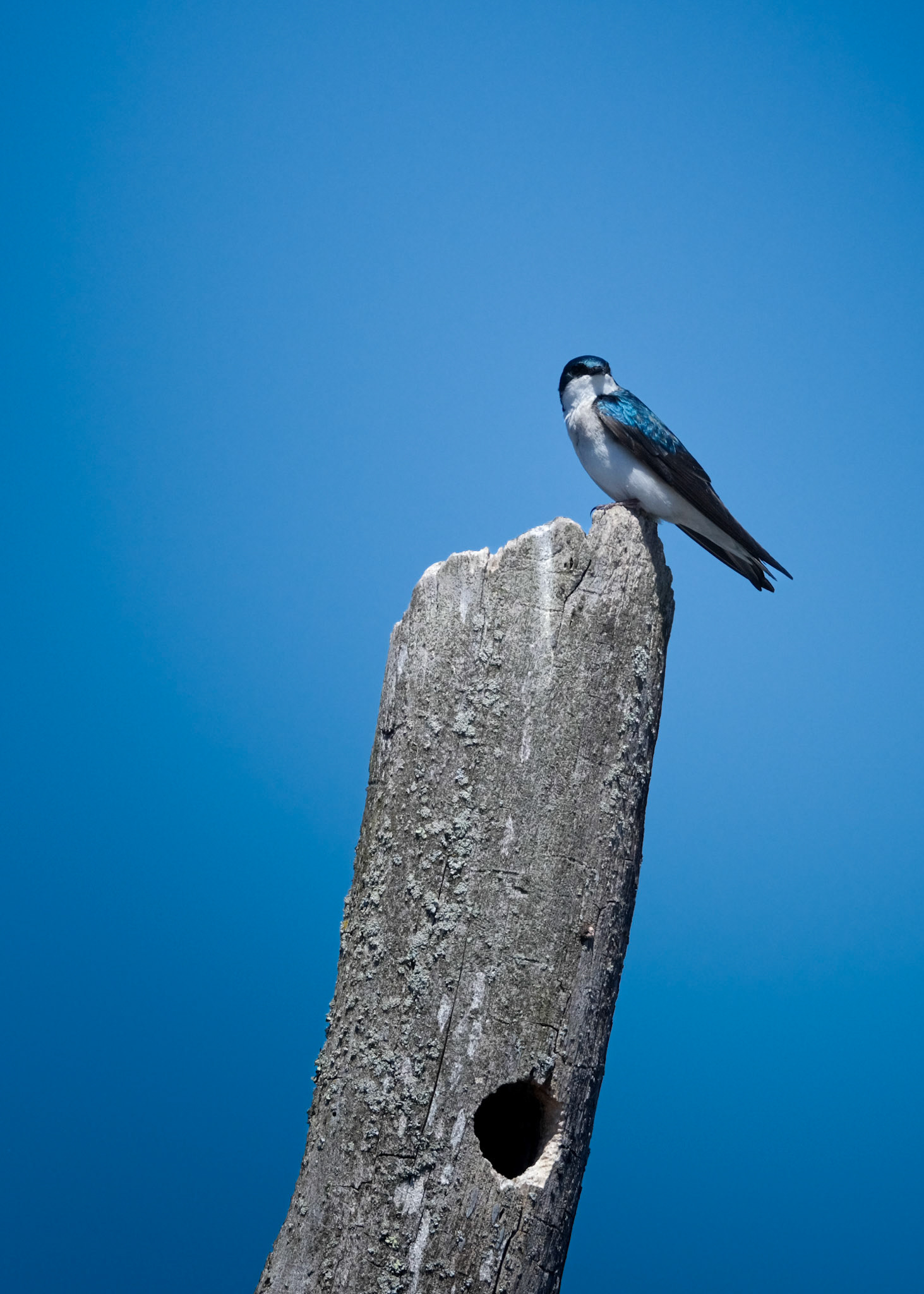 Tree Swallow