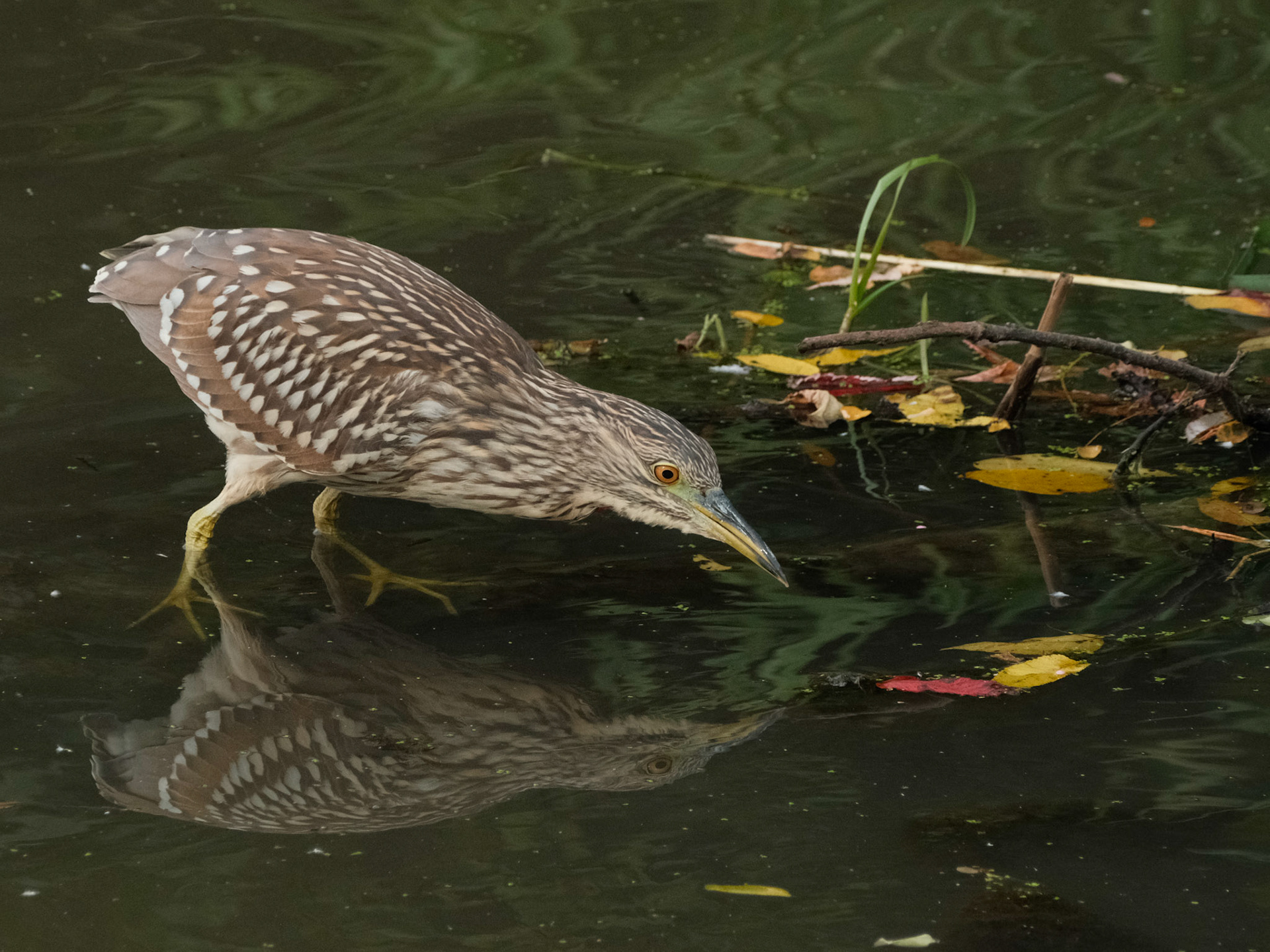 Black-crowned night heron