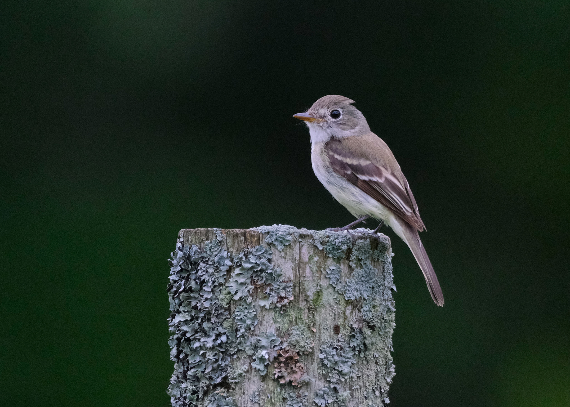 Least Flycatcher
