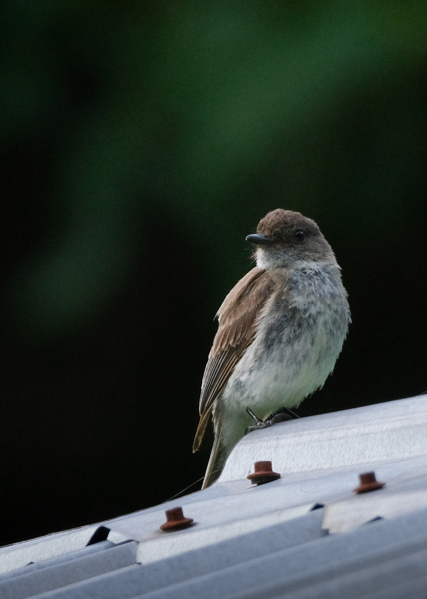 Eastern Phoebe