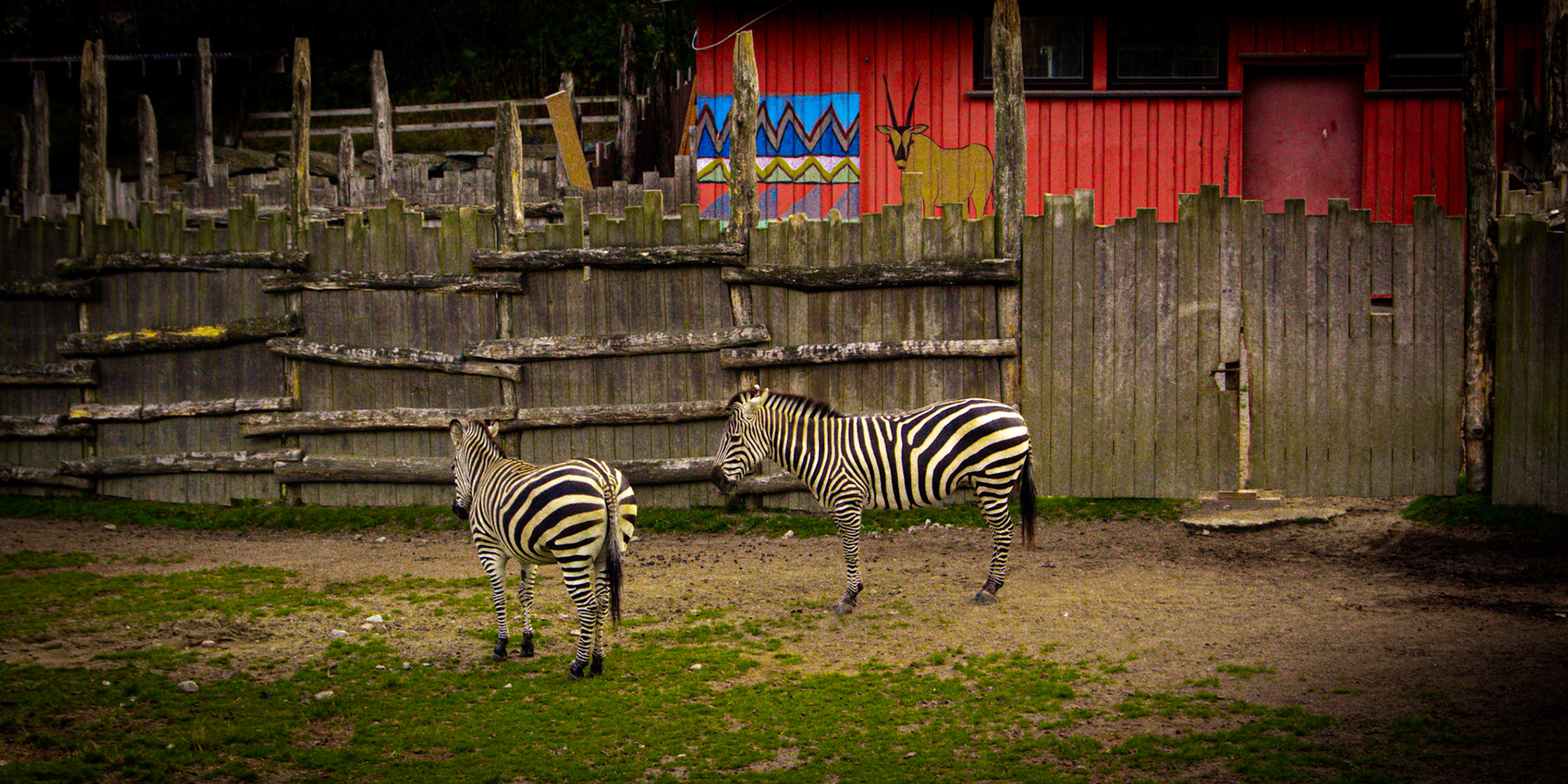 Zebra's hanging out