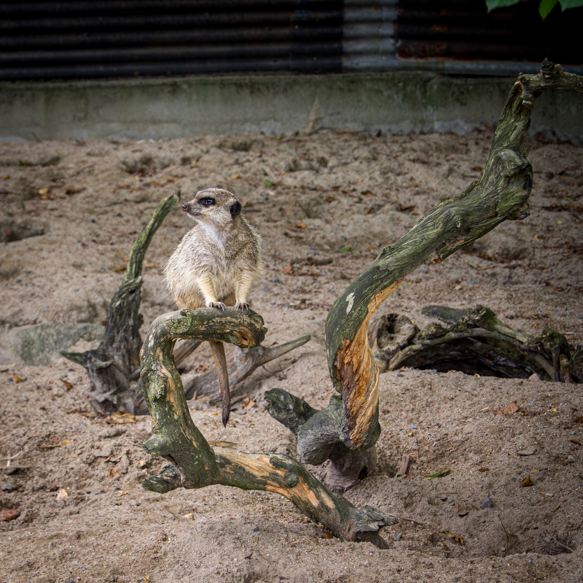 Meerkat on lookout duty