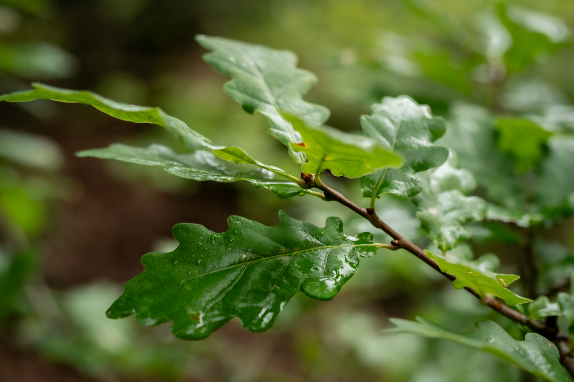 Wet Leaves