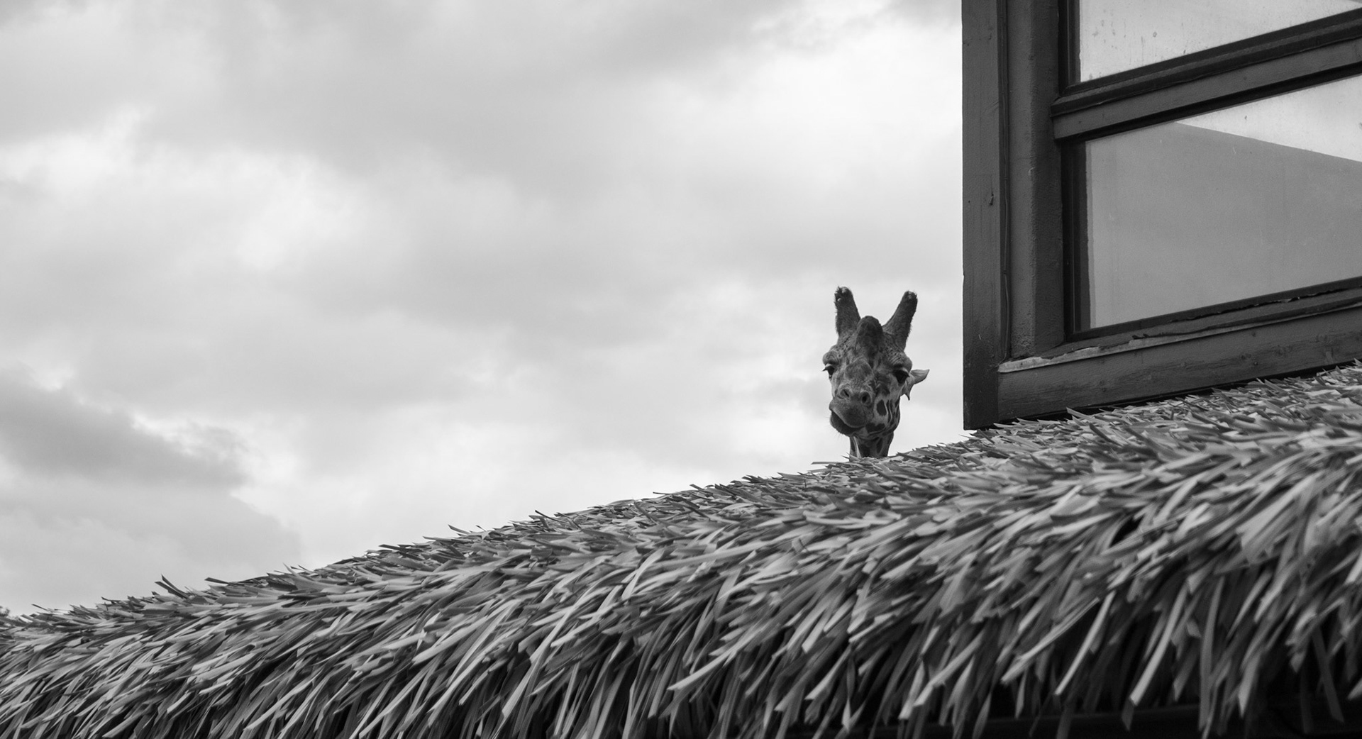 Giraffe Lookin Out