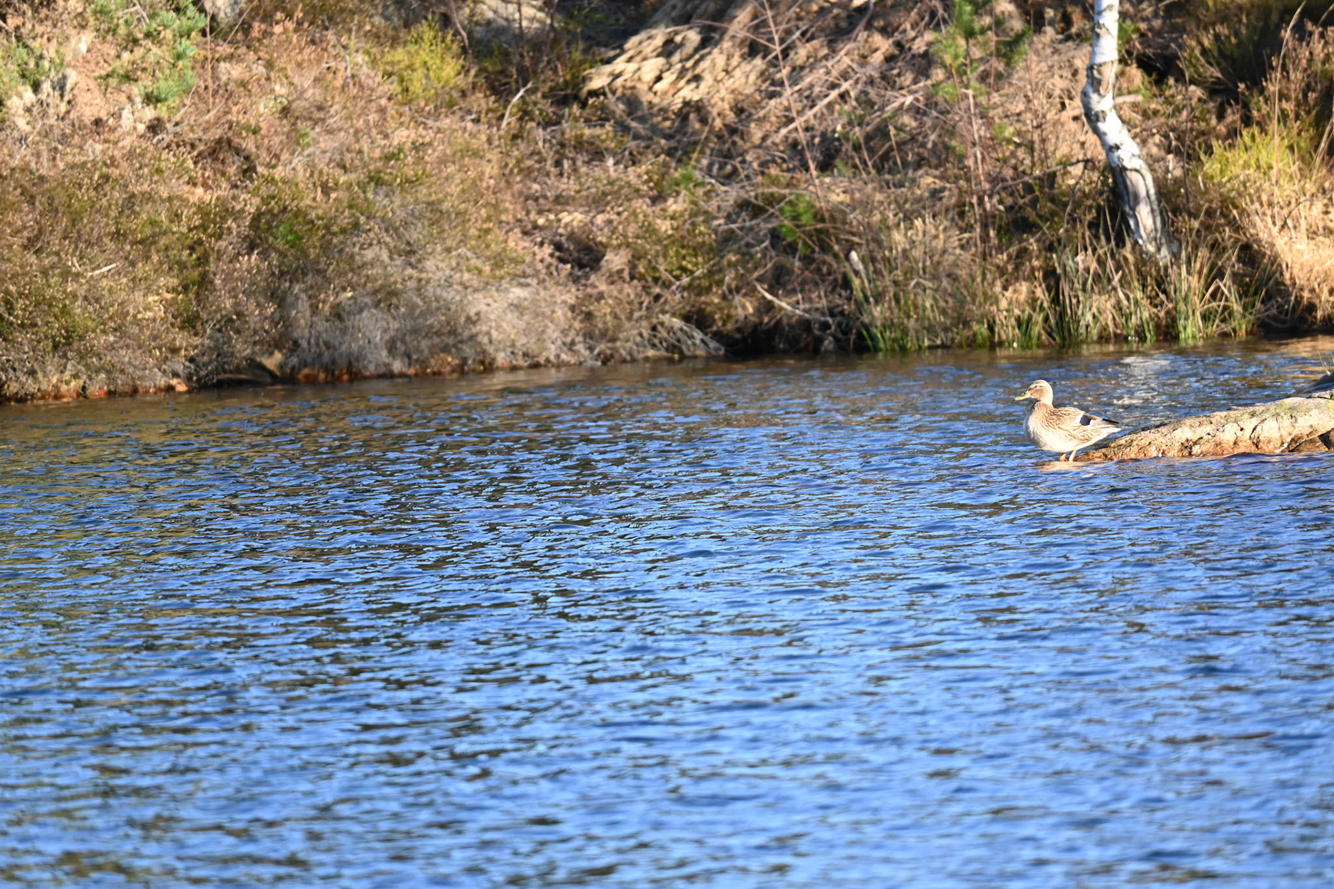Considering a swim