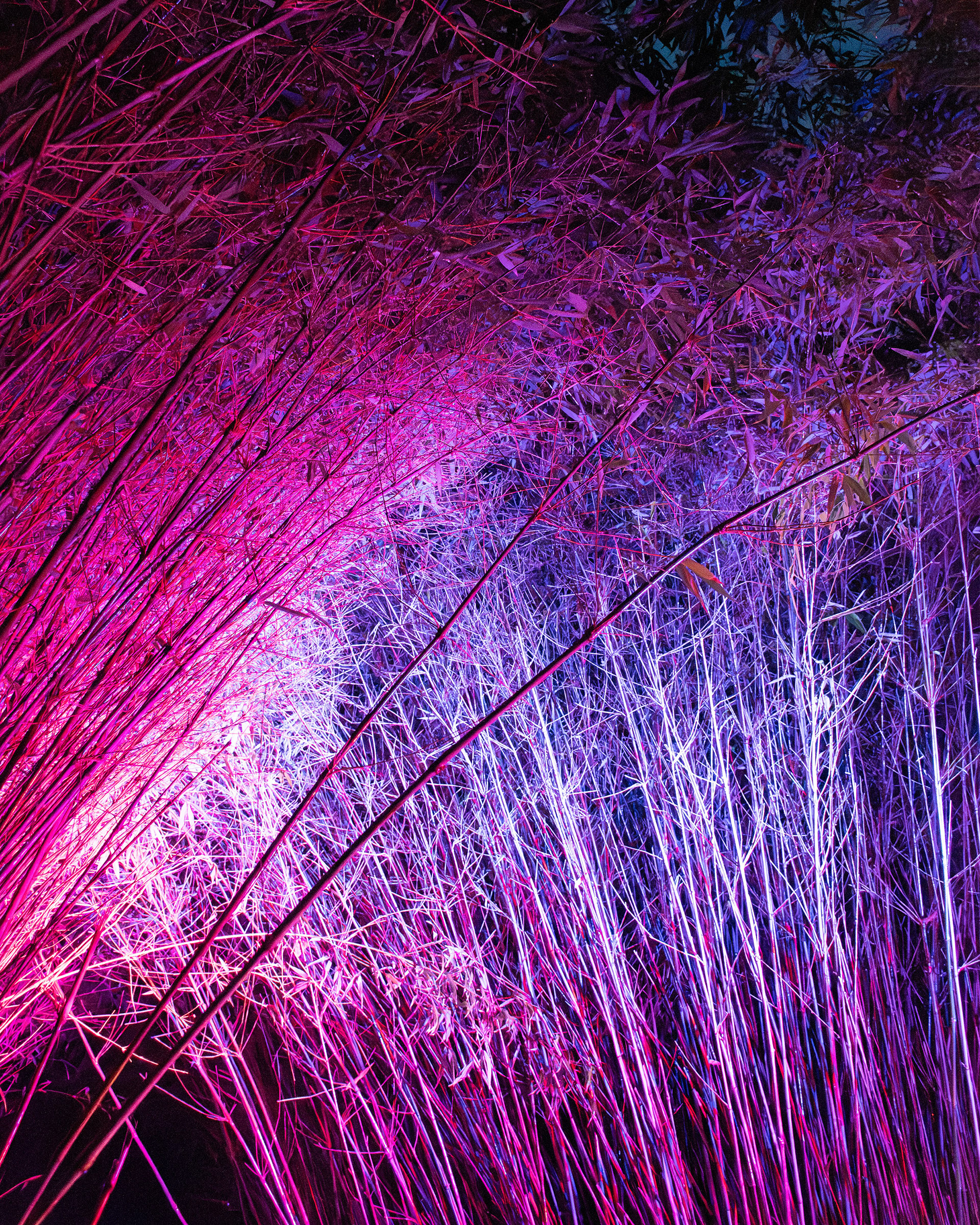 Alnwick Winter Lights 2025