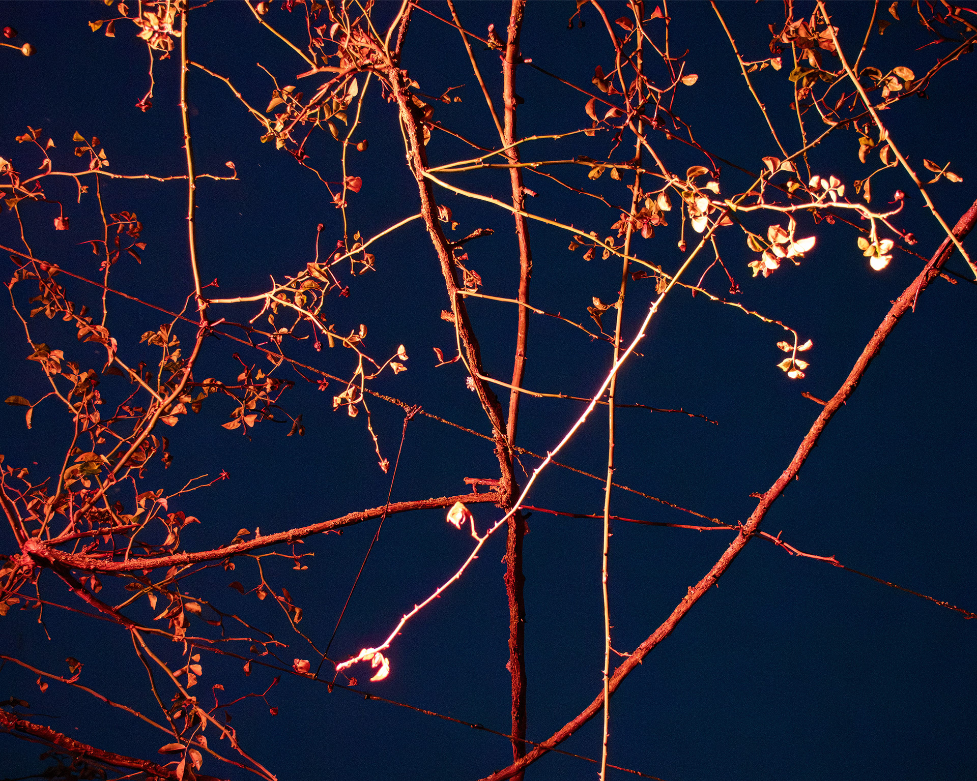 Alnwick Winter Lights 2025
