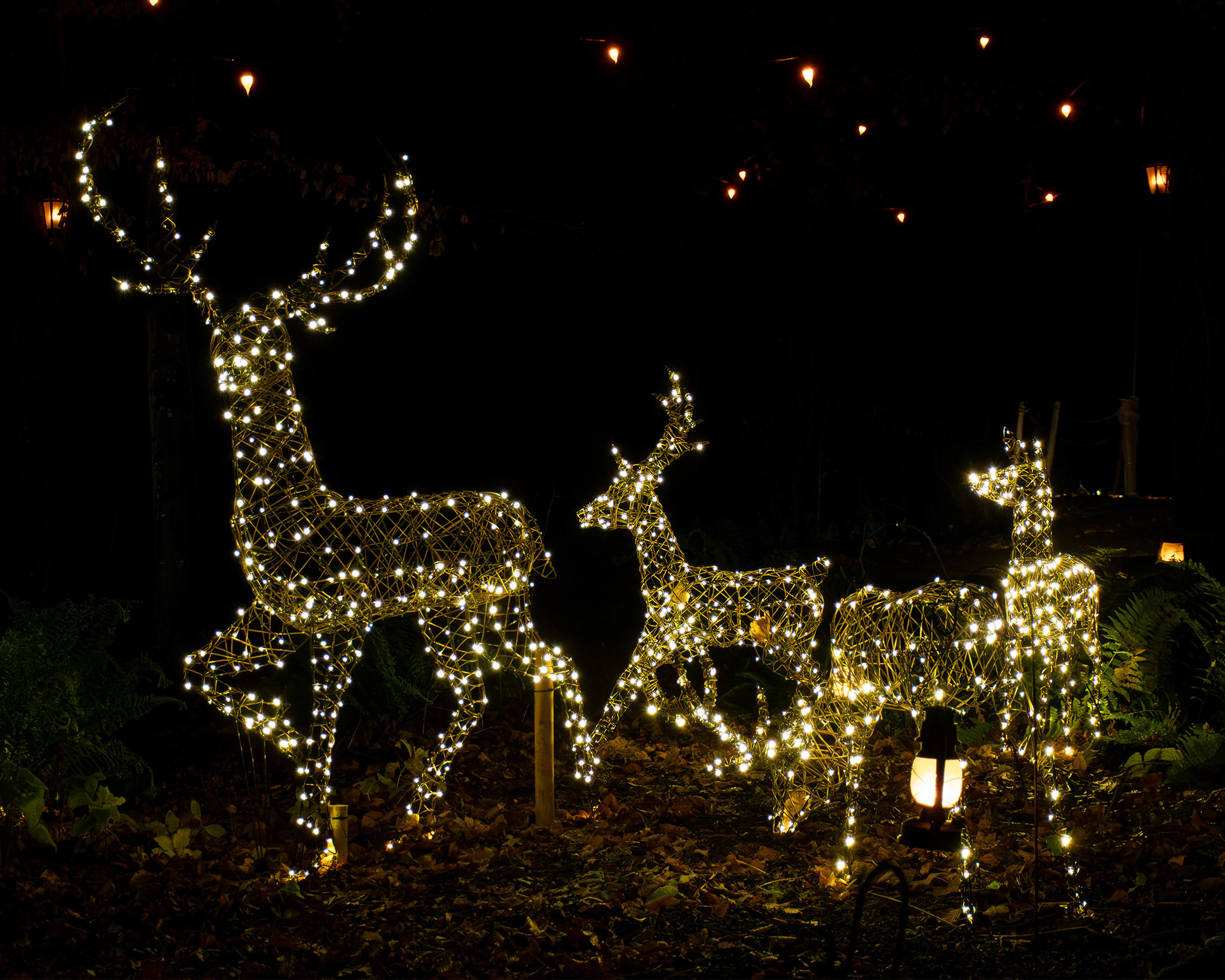 Alnwick Winter Lights 2025