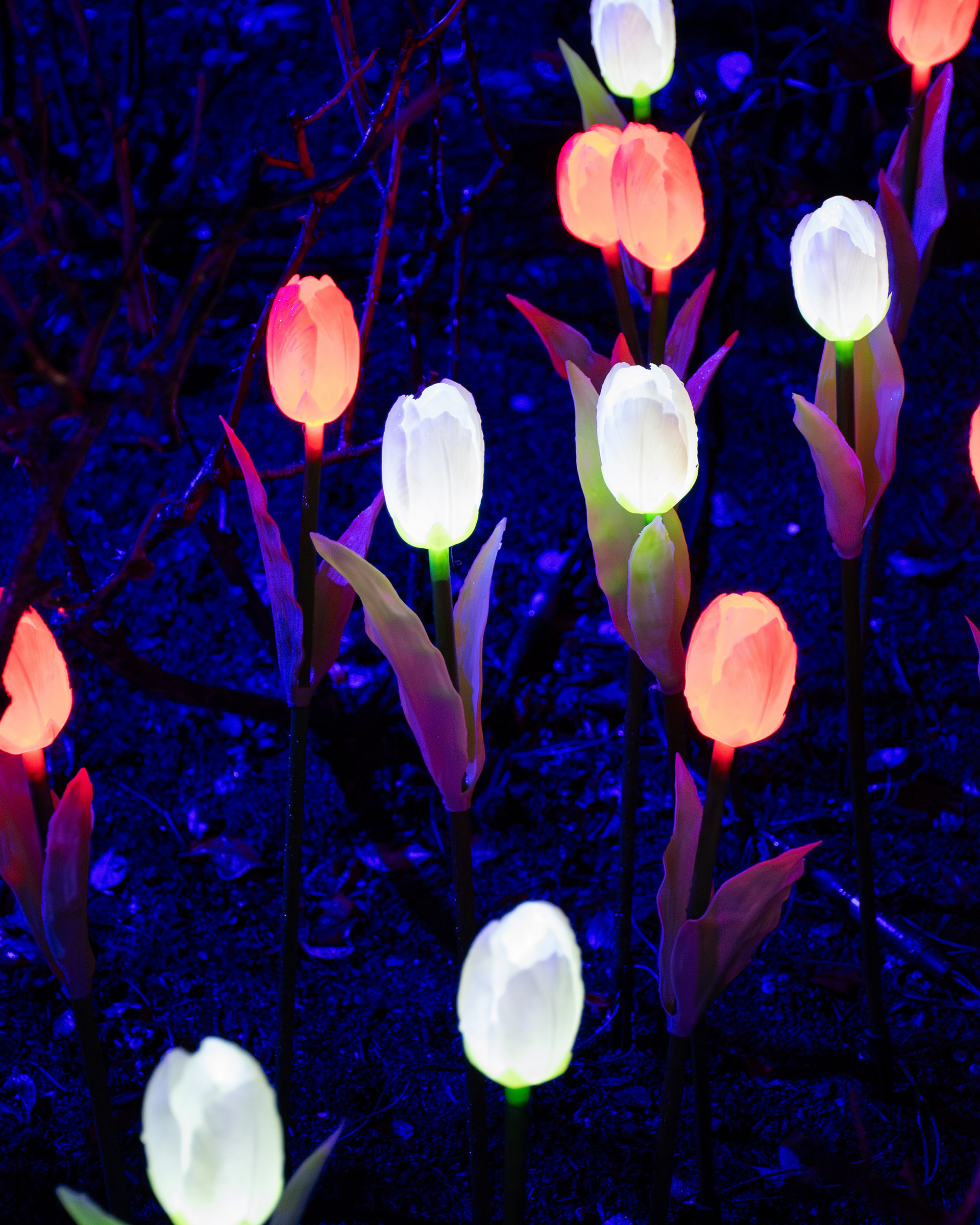 Alnwick Winter Lights 2025