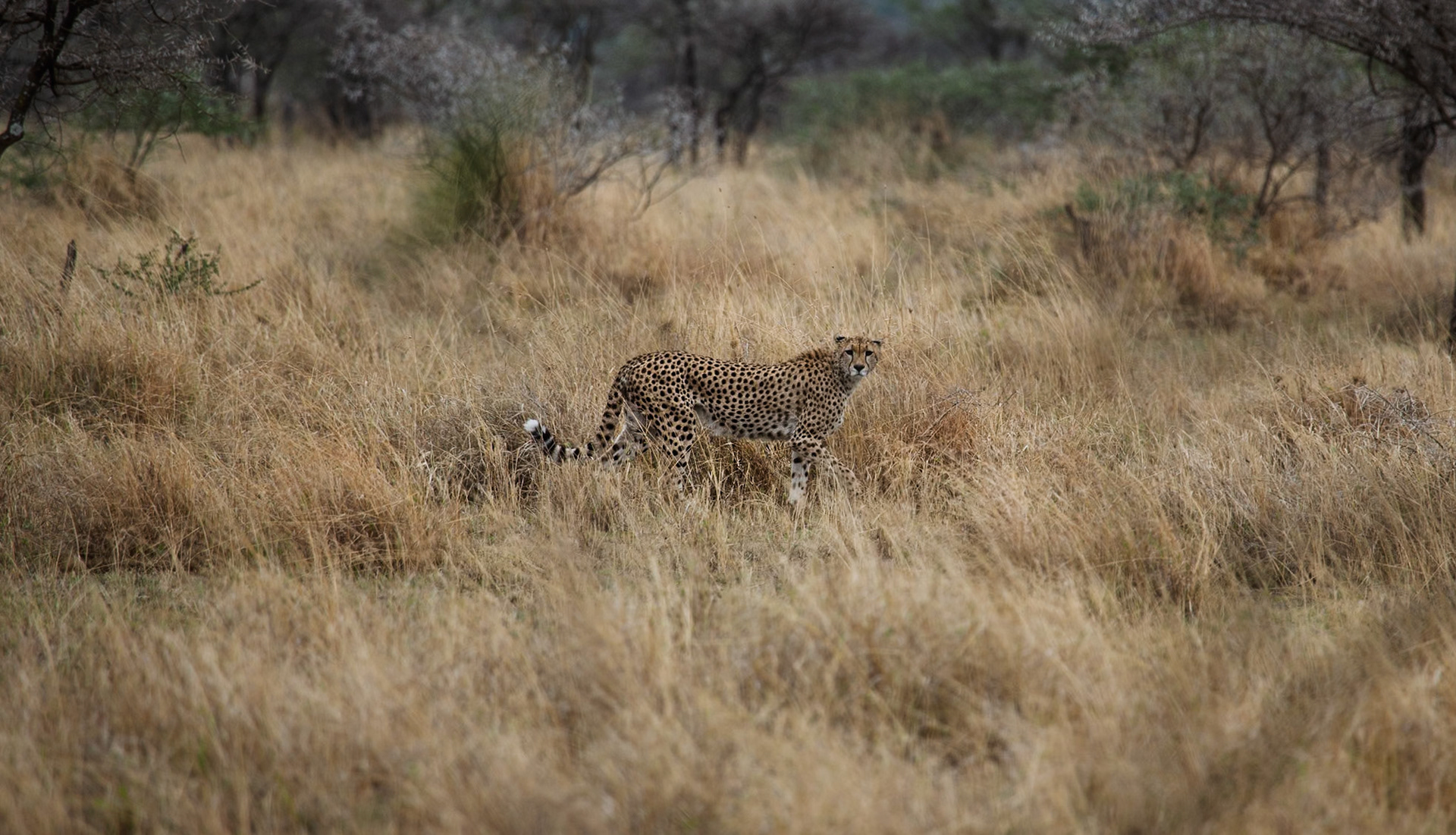 Africa