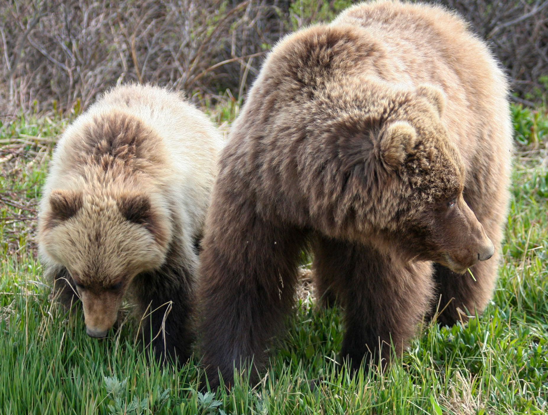 Denali  National  Park, Alaska
