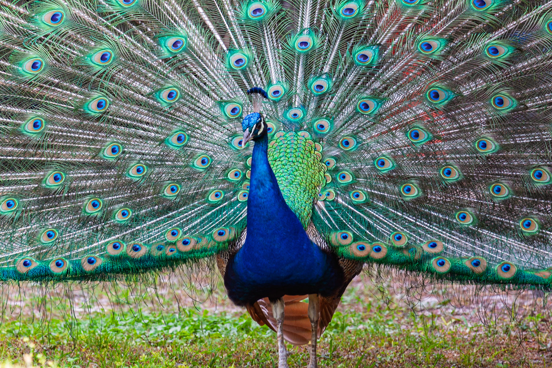 Gatorland, Orlando Florida