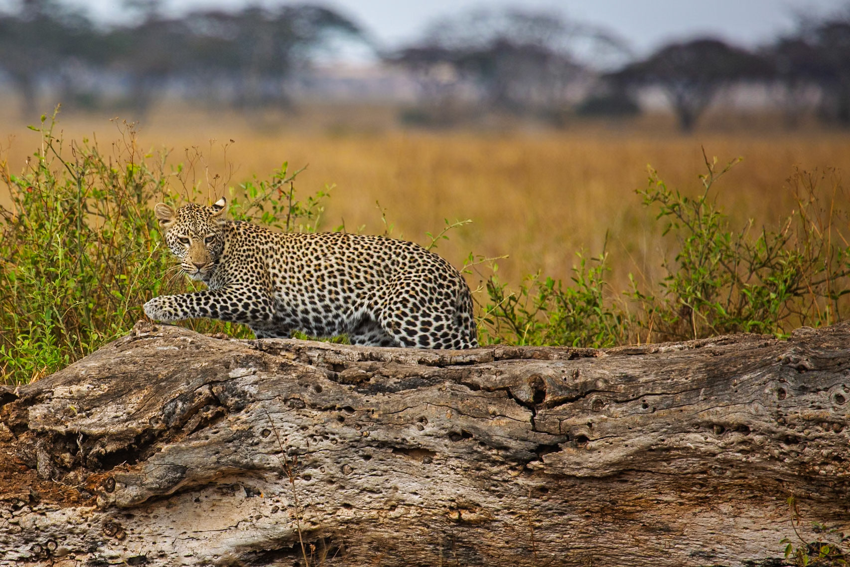 Tanzania