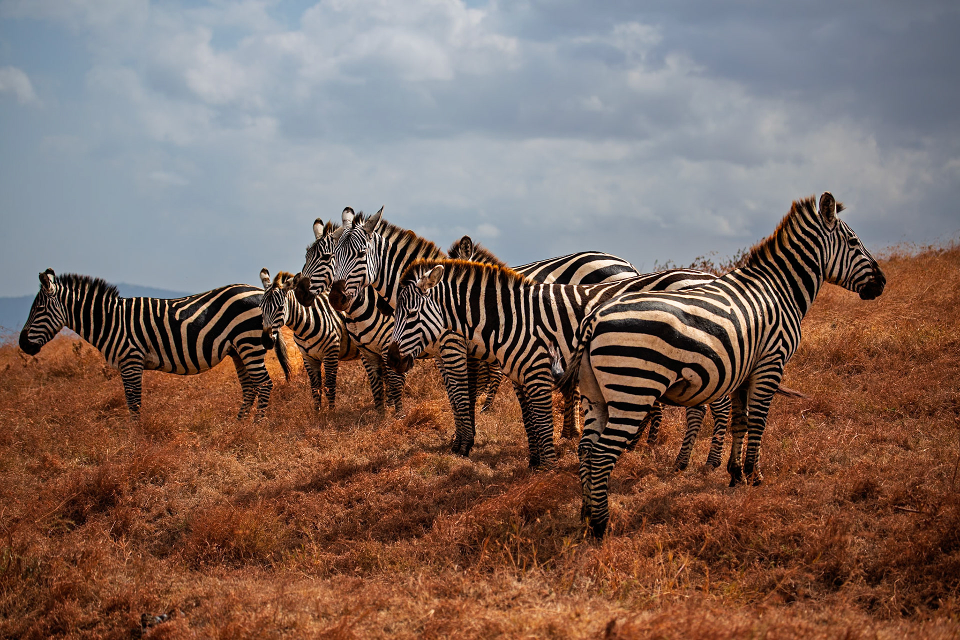 Africa