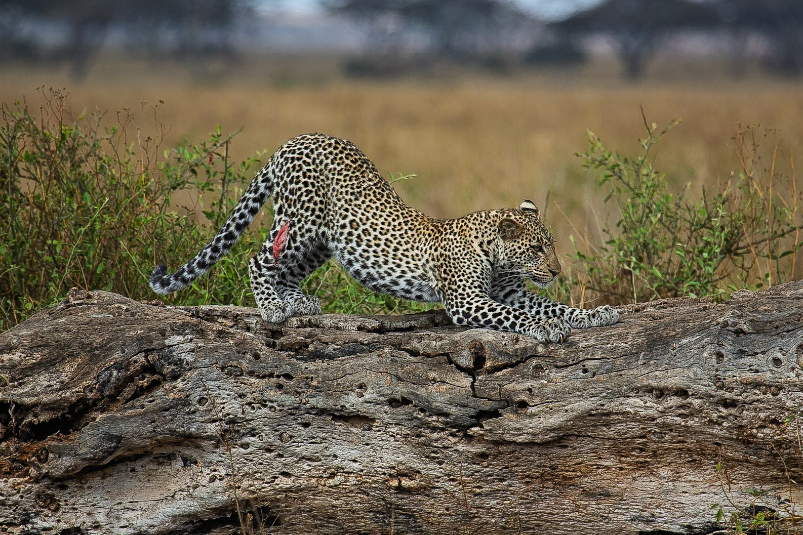Tanzania