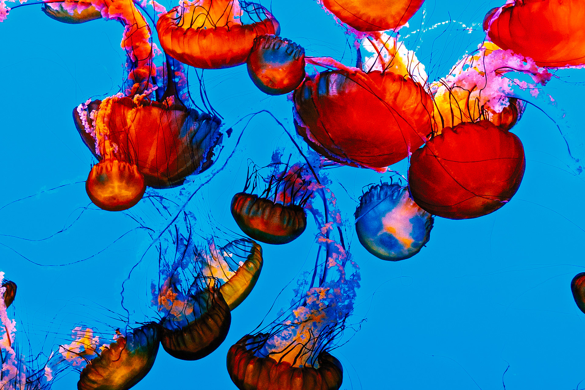 Monterey Bay Aquarium