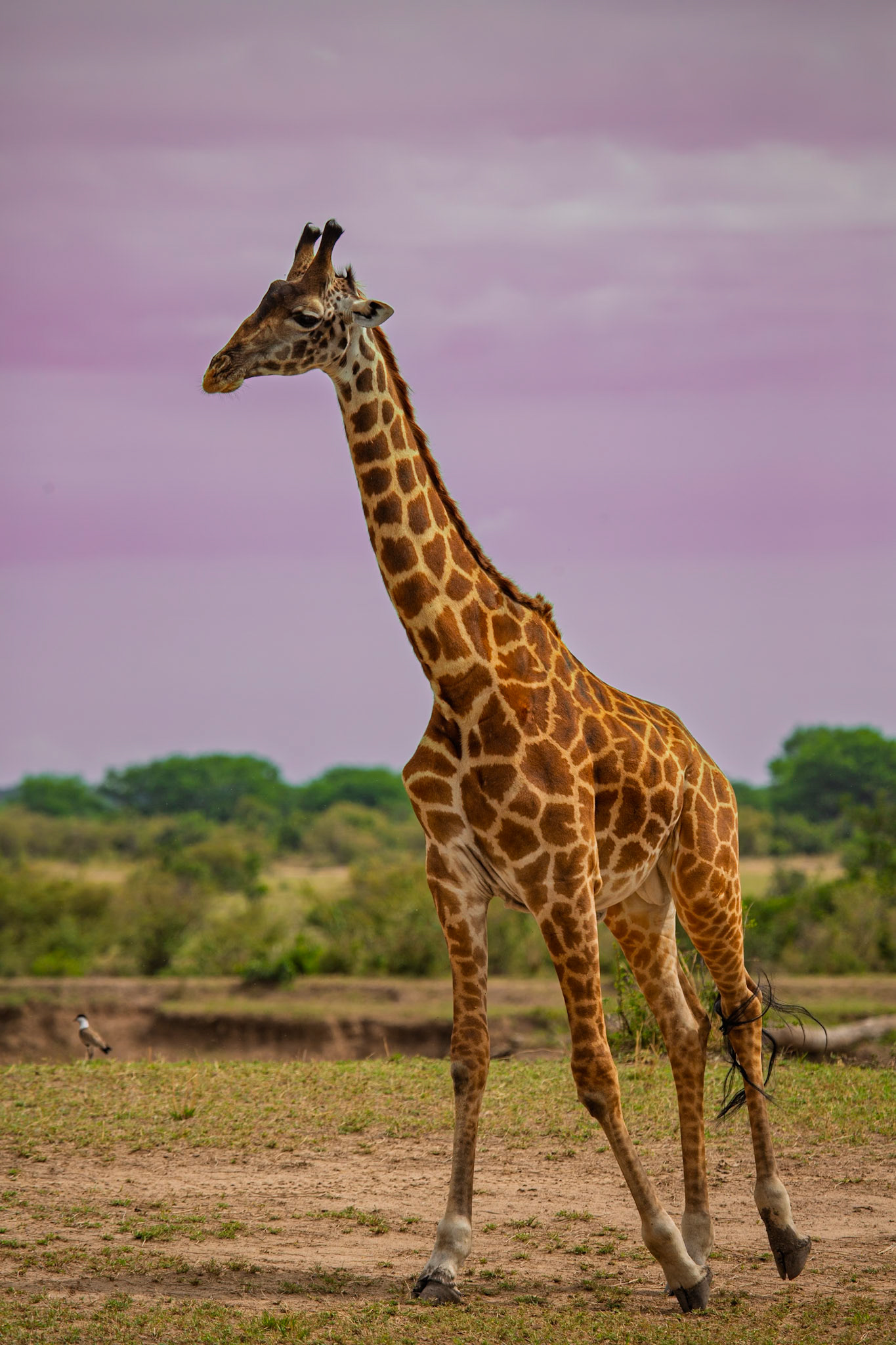African Safari