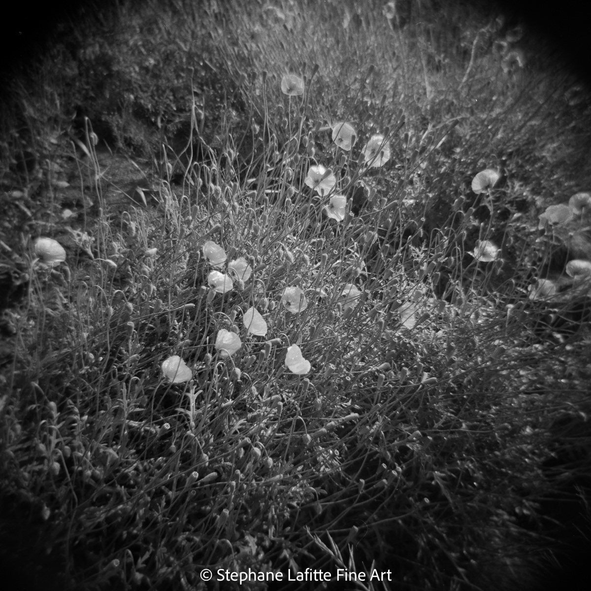 Holga120/kentmere 400