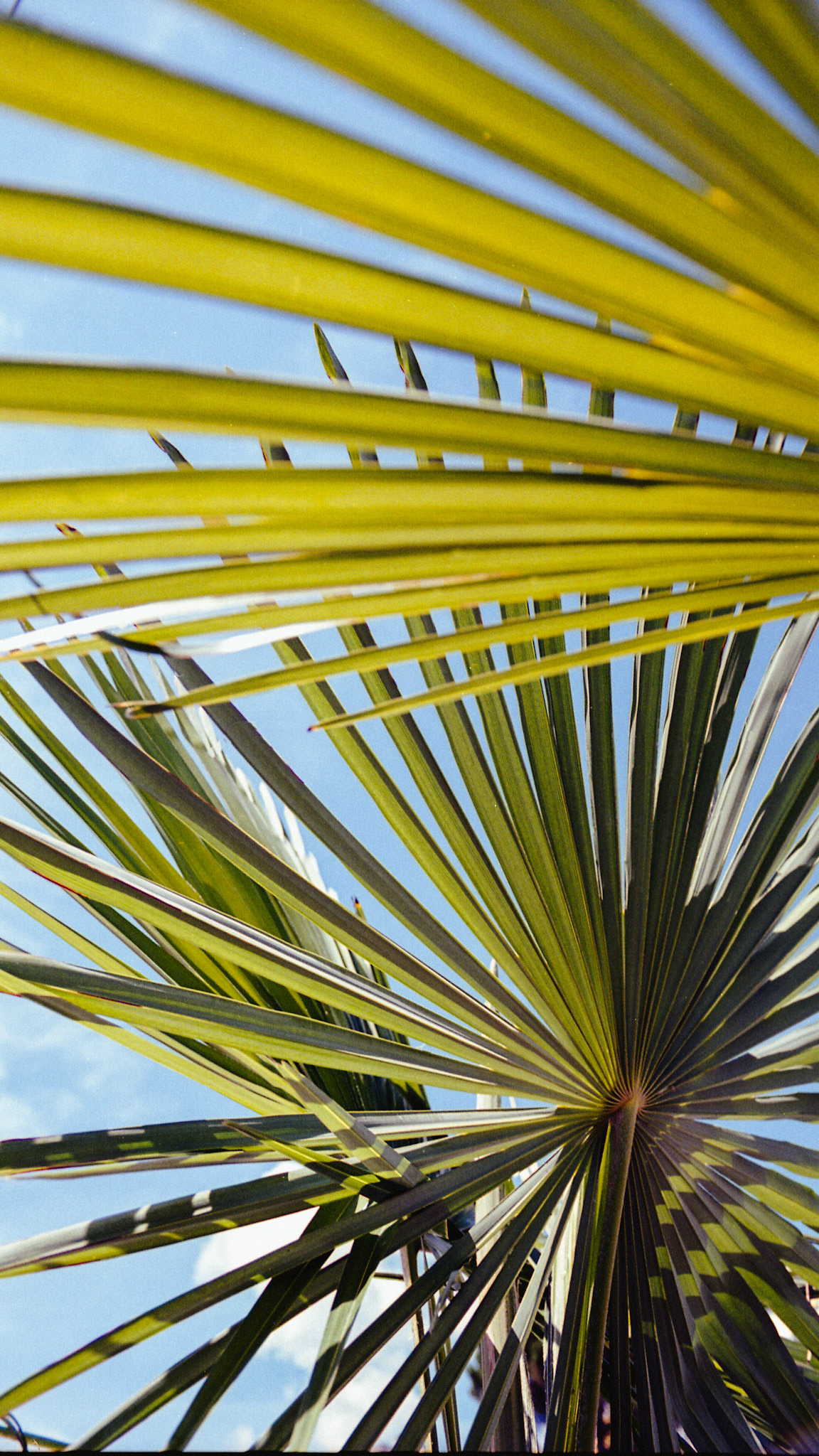 Palm trees in montreux 