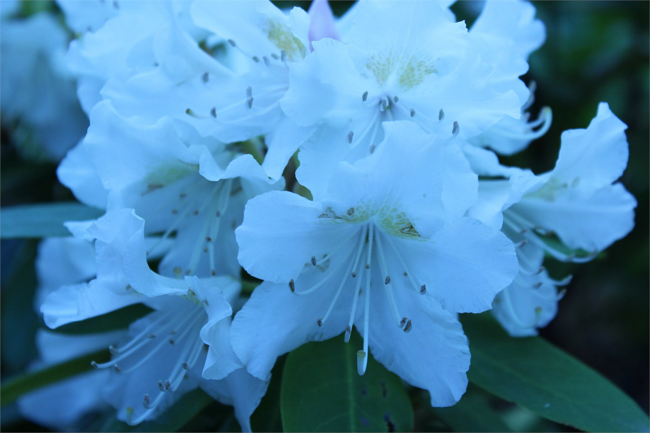 White Blossom
