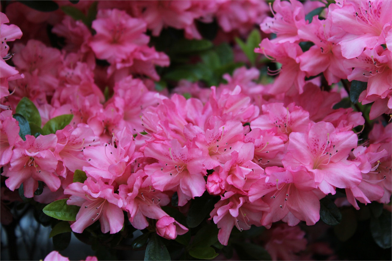 Pink Blossom