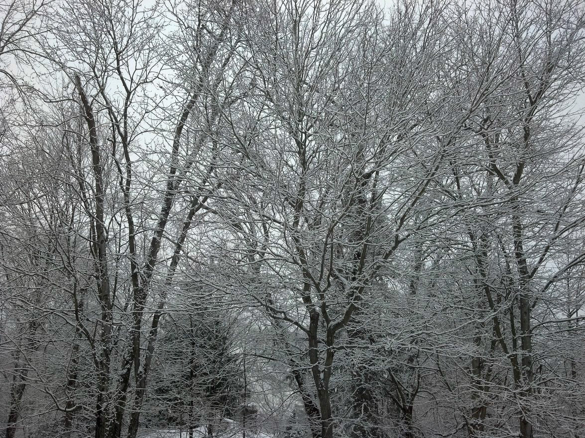 Snow Trees