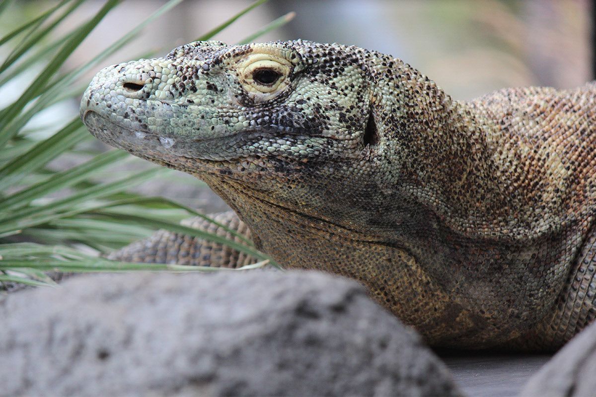 Foaming at the Mouth