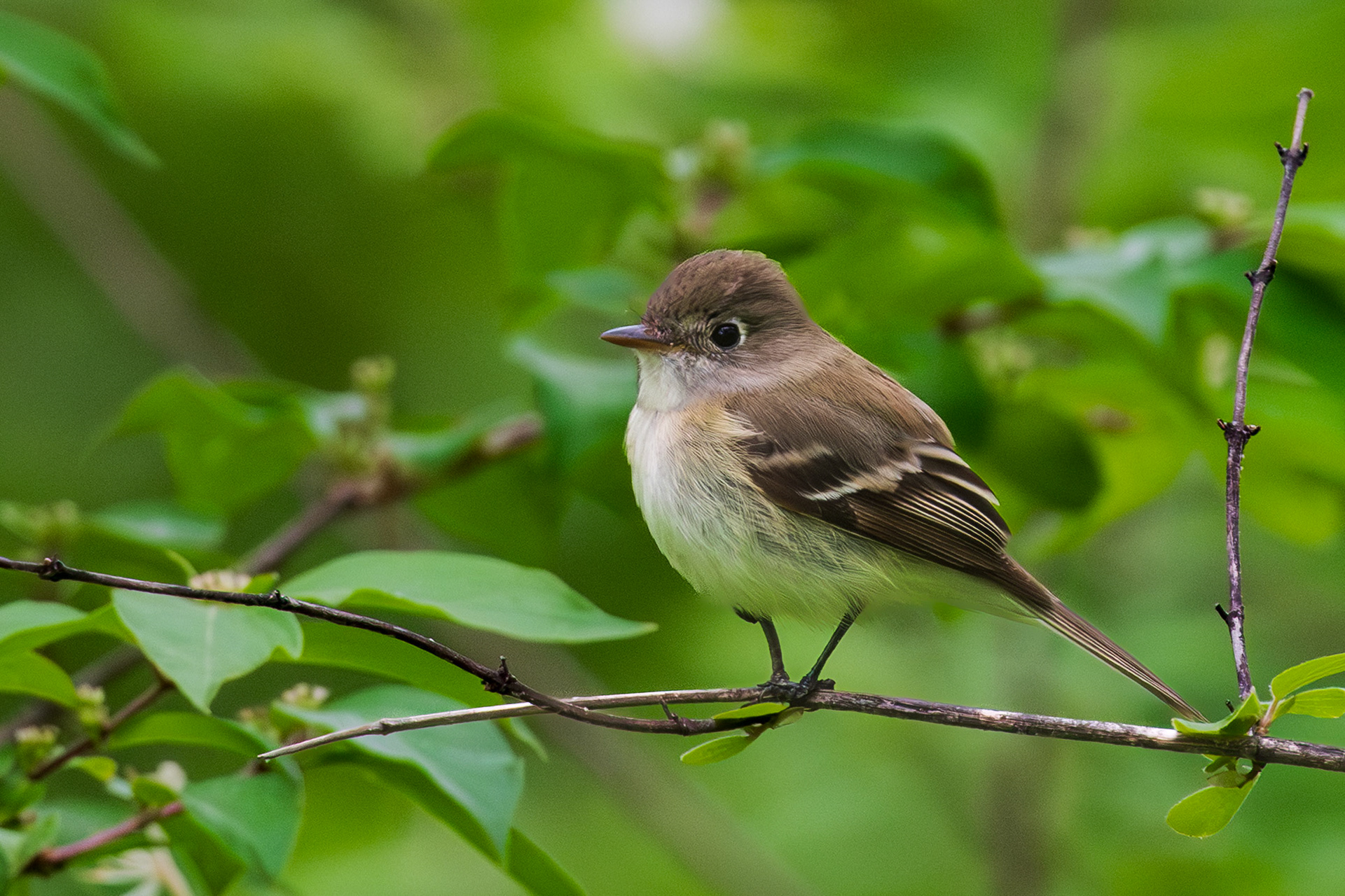 Least Flycatcher