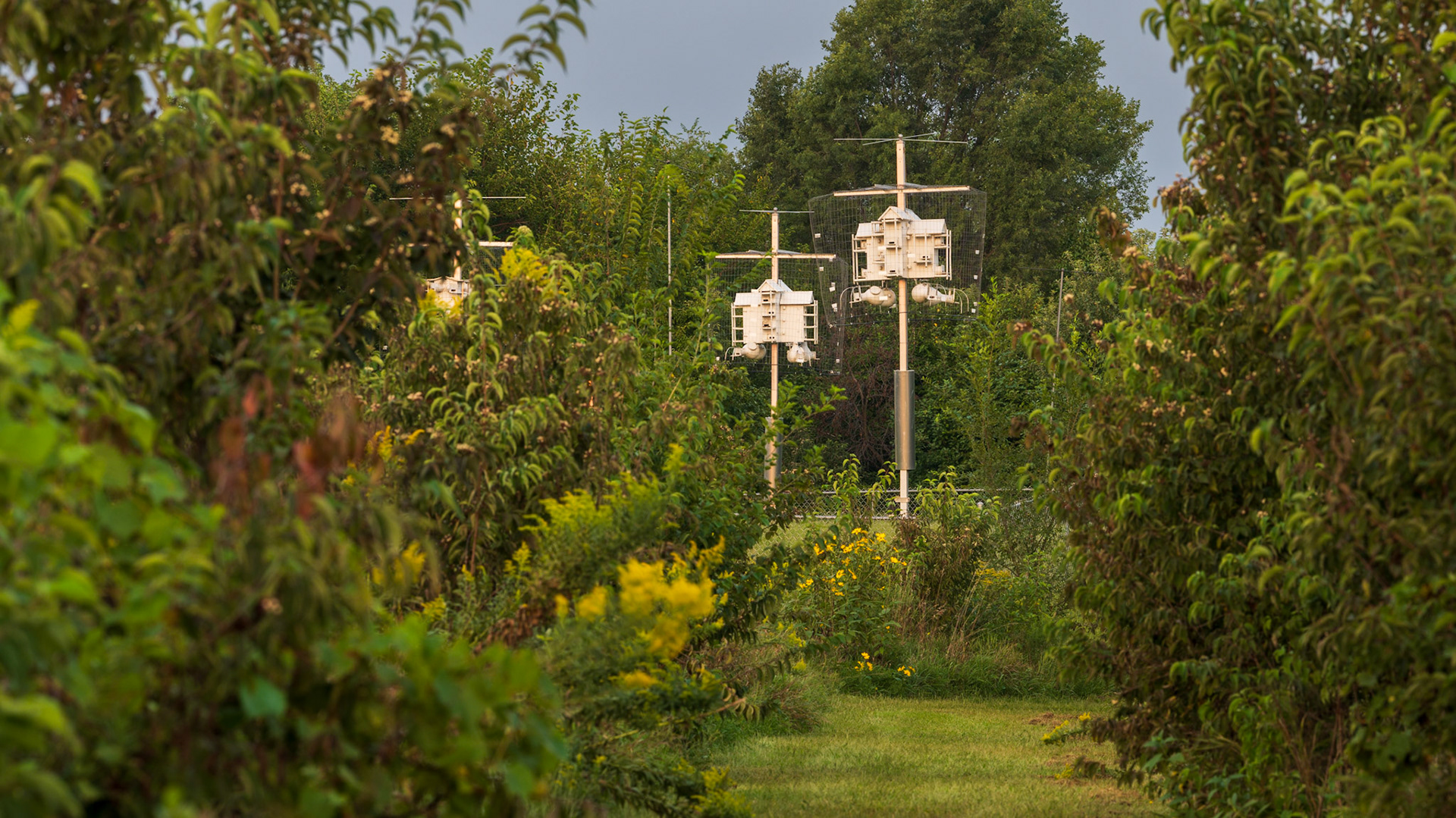 Purple Martin Houses
