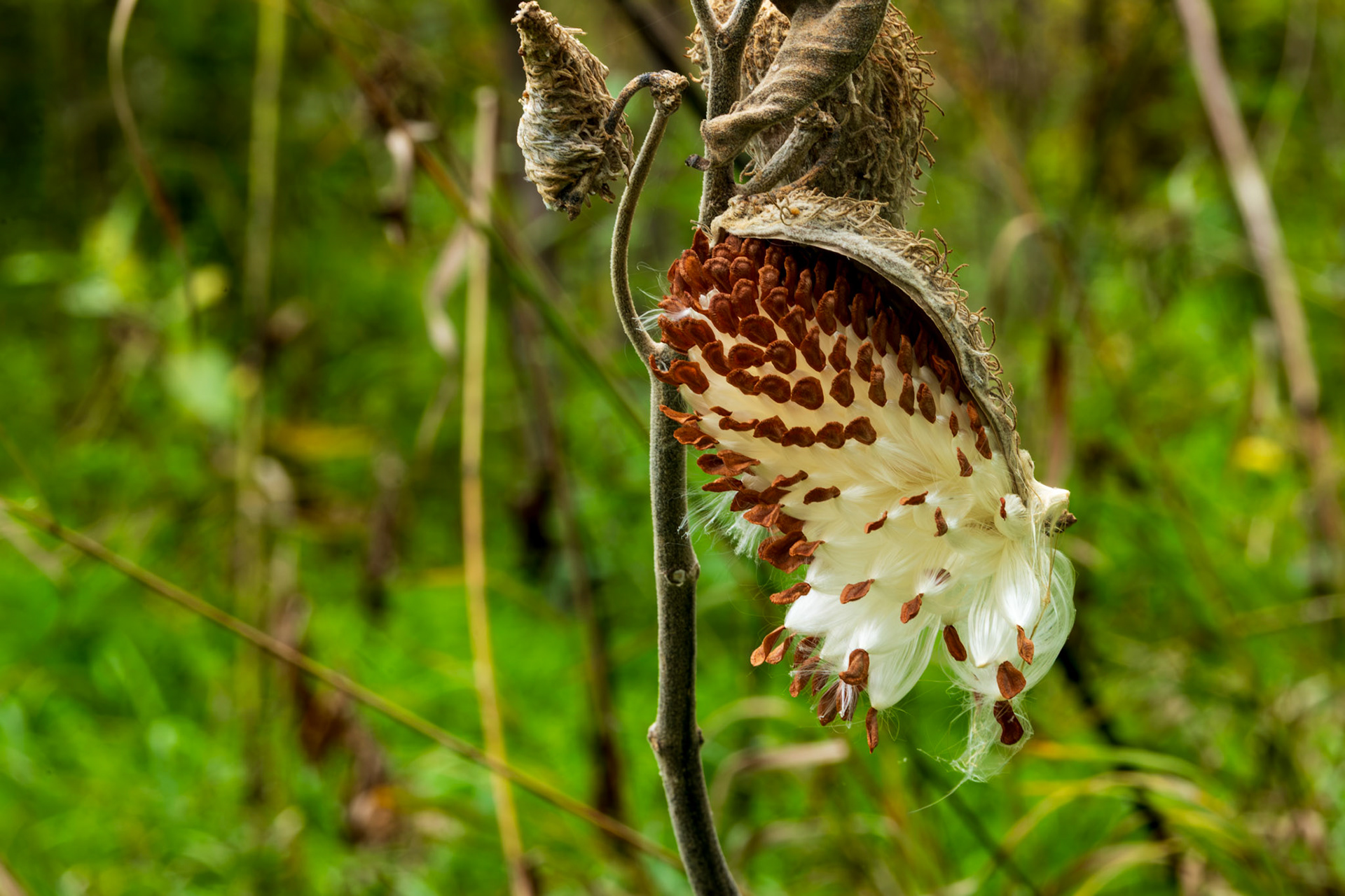 Common Milkweed