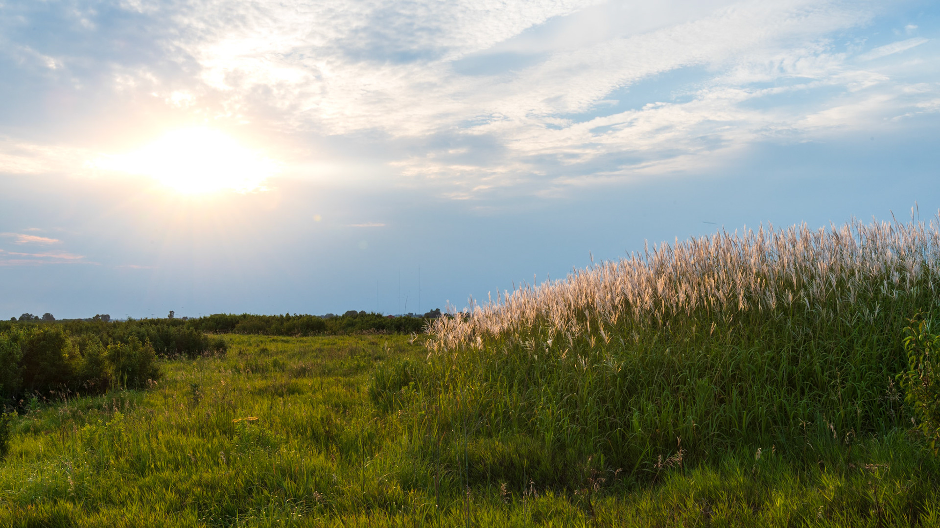 Sun on Grasses - Paul Errington Marsh