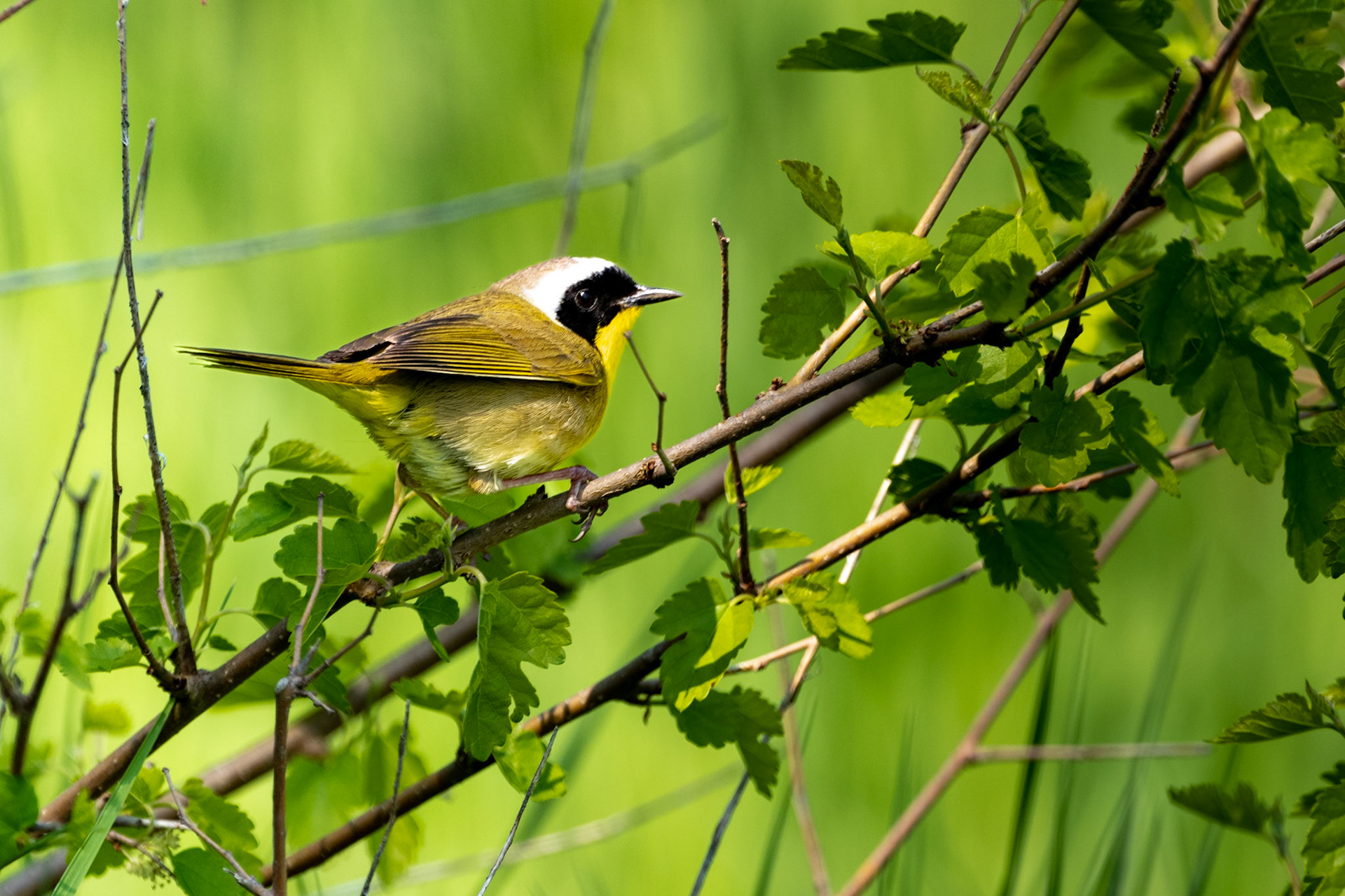 Common Yellowthroat